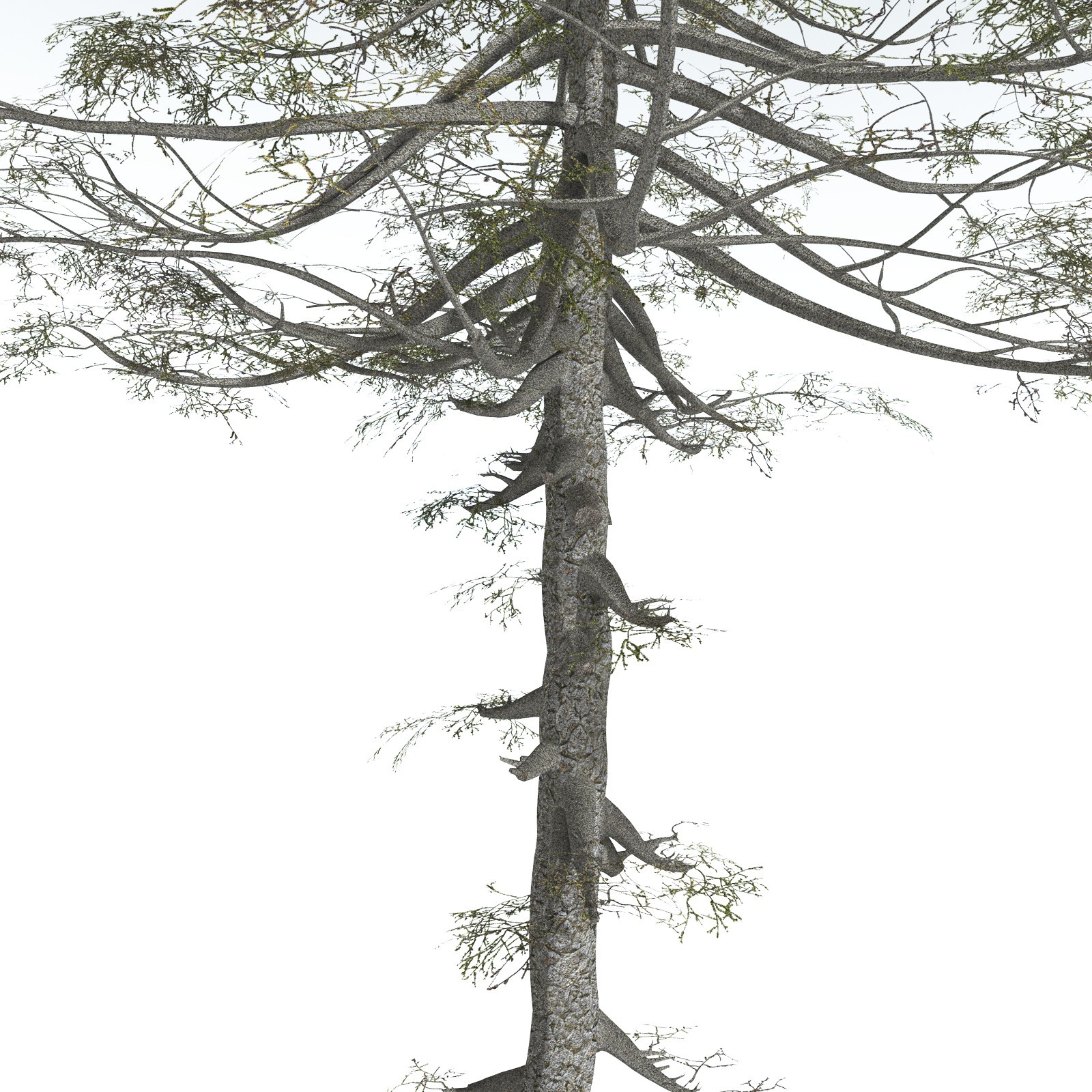 EVERYPlant Monkey Puzzle Tree for Vue by N/A