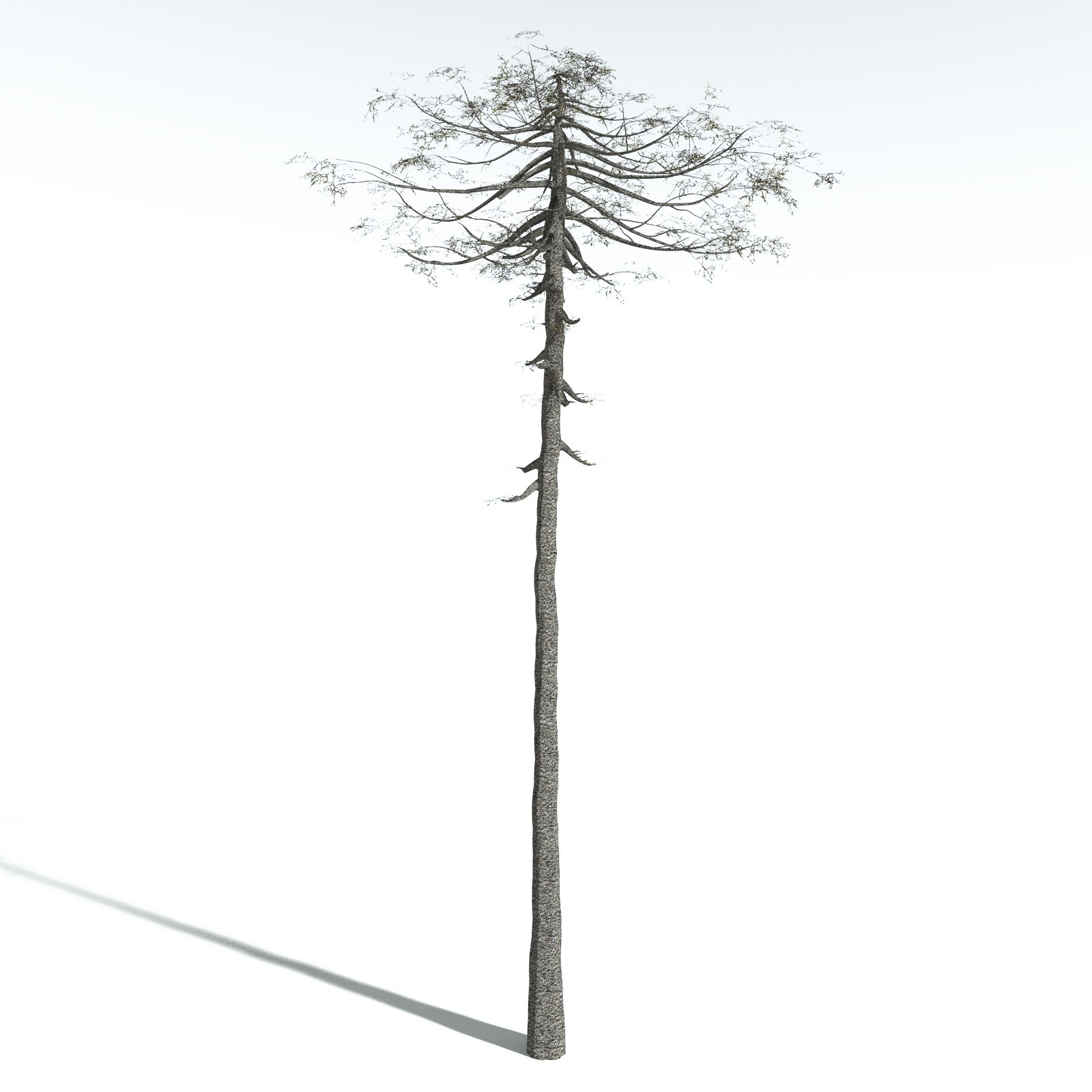 EVERYPlant Monkey Puzzle Tree for Vue by N/A