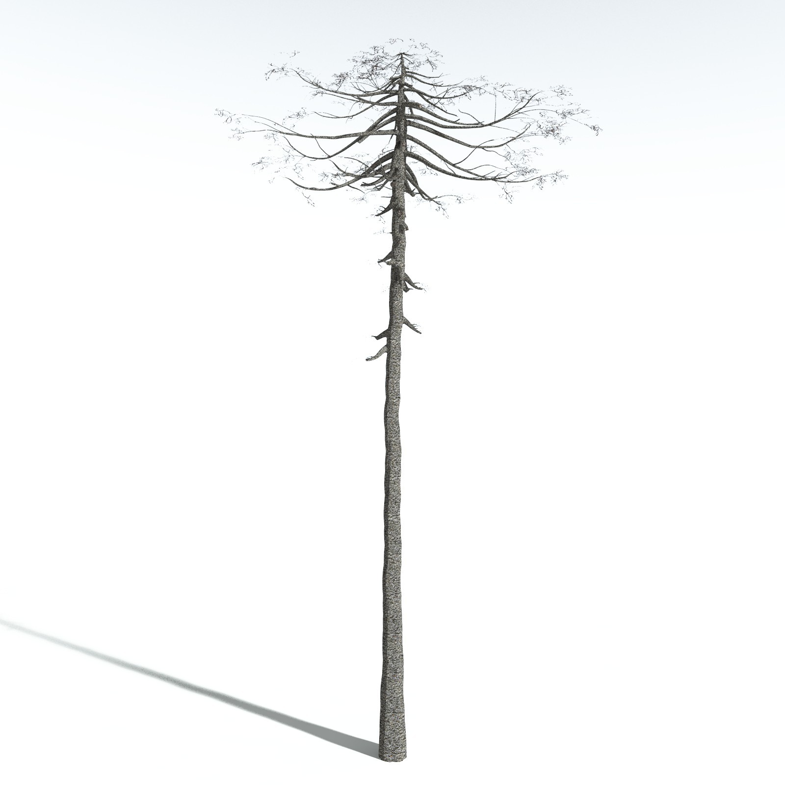 EVERYPlant Monkey Puzzle Tree for Vue by N/A