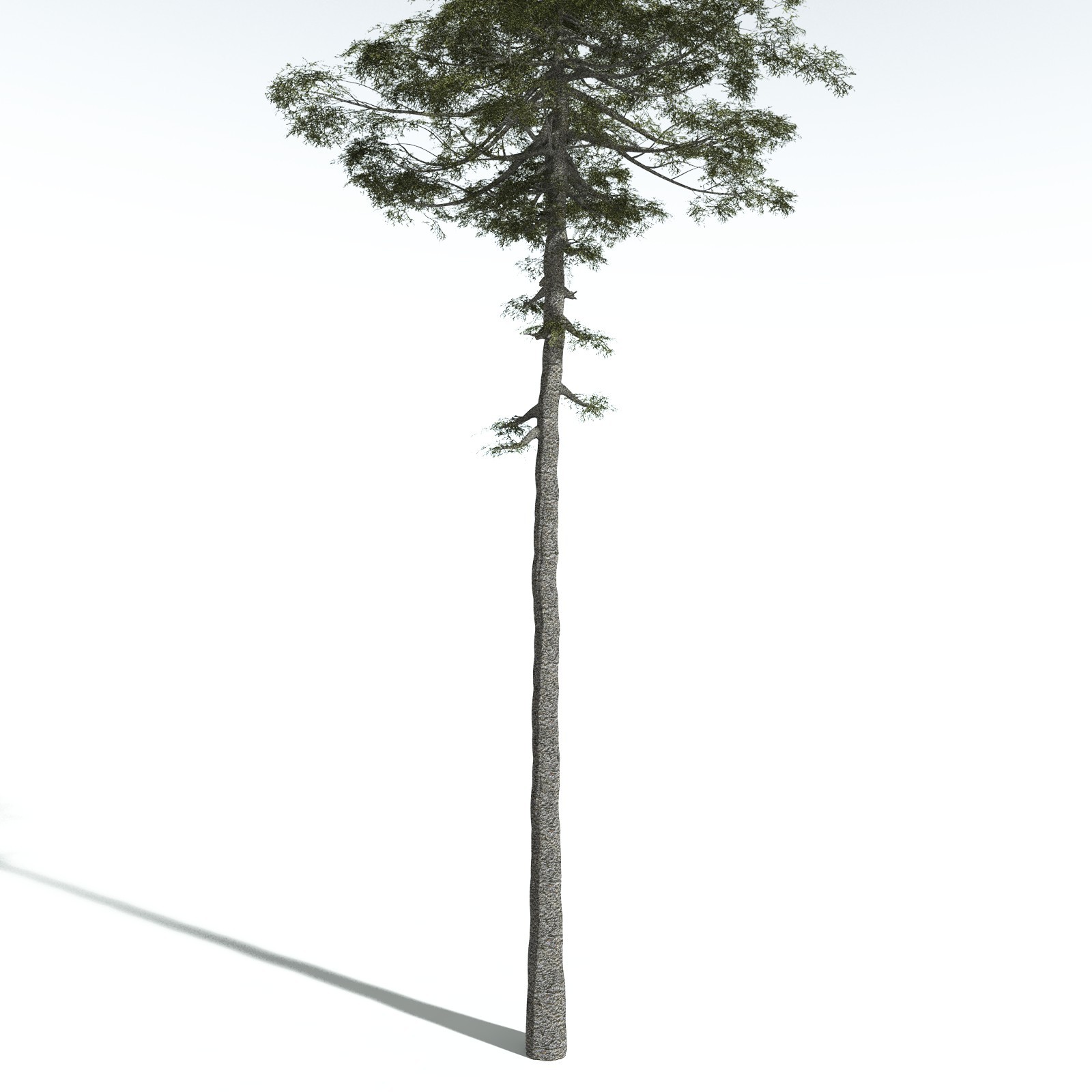 EVERYPlant Monkey Puzzle Tree for Vue by N/A