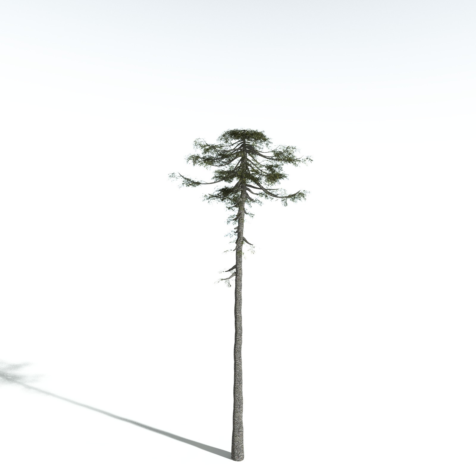 EVERYPlant Monkey Puzzle Tree for Vue by N/A