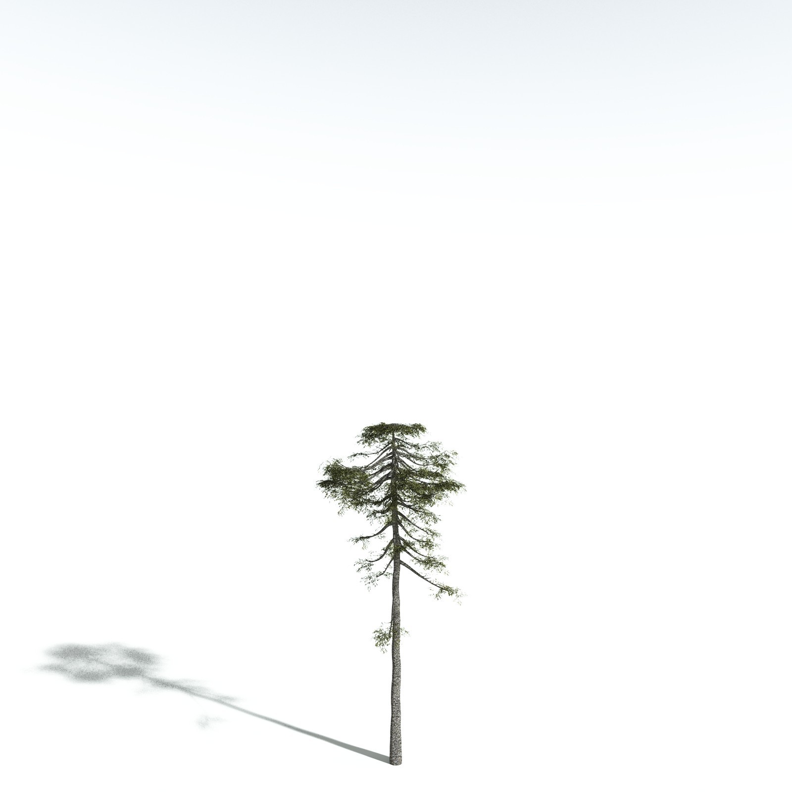 EVERYPlant Monkey Puzzle Tree for Vue by N/A