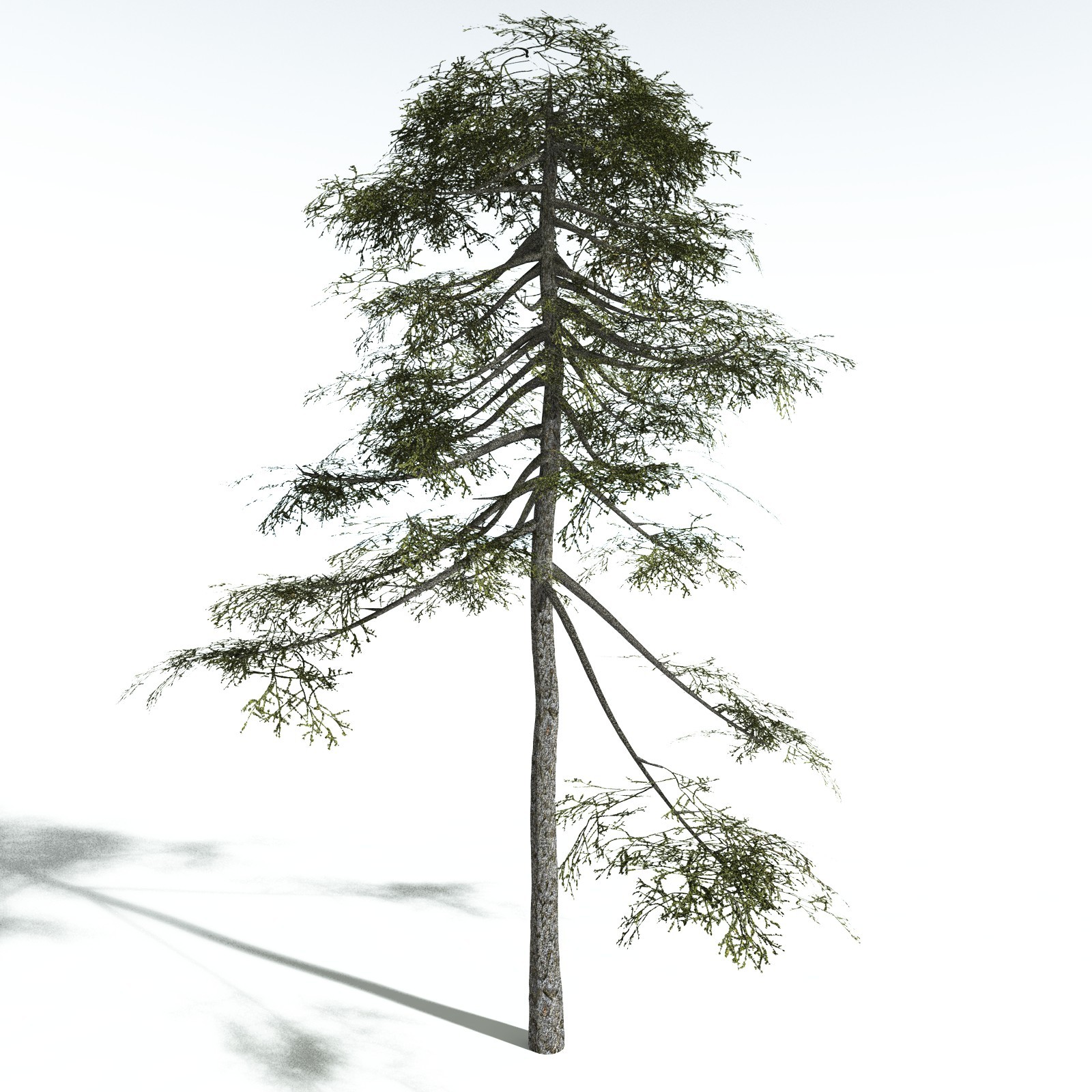 EVERYPlant Monkey Puzzle Tree for Vue by N/A