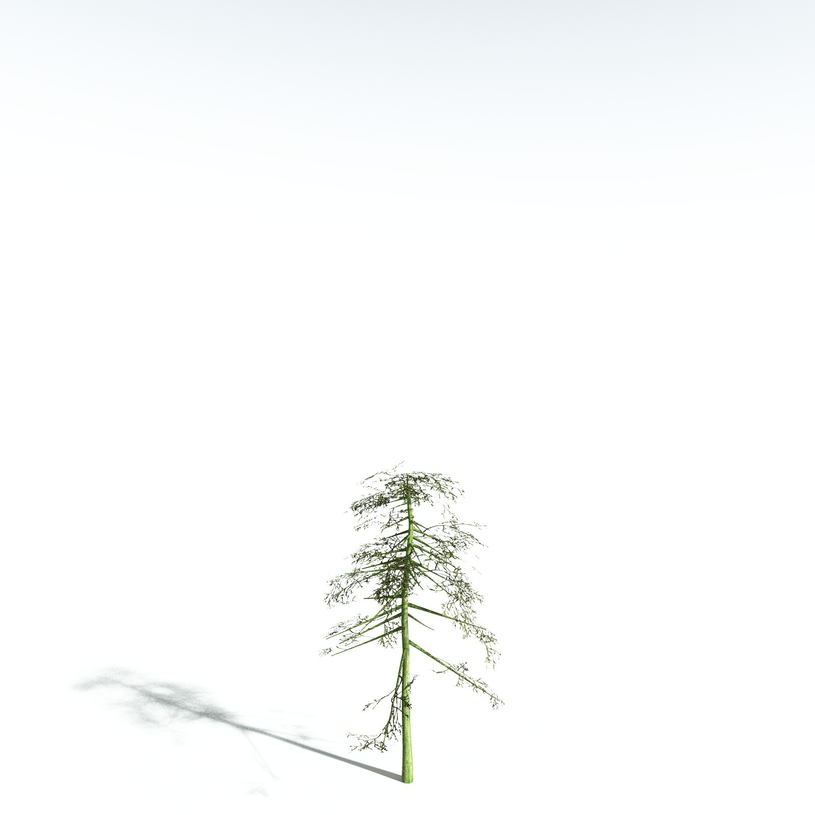 EVERYPlant Monkey Puzzle Tree for Vue by N/A