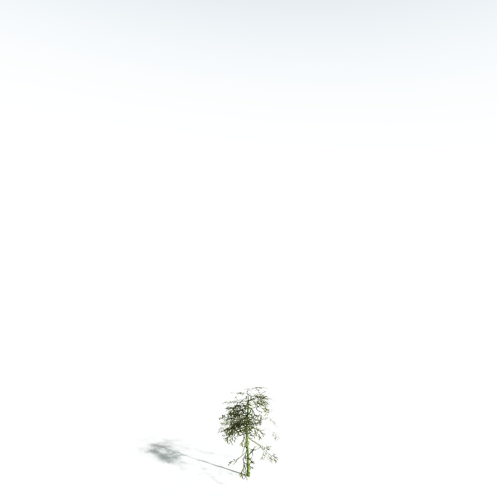 EVERYPlant Monkey Puzzle Tree for Vue by N/A