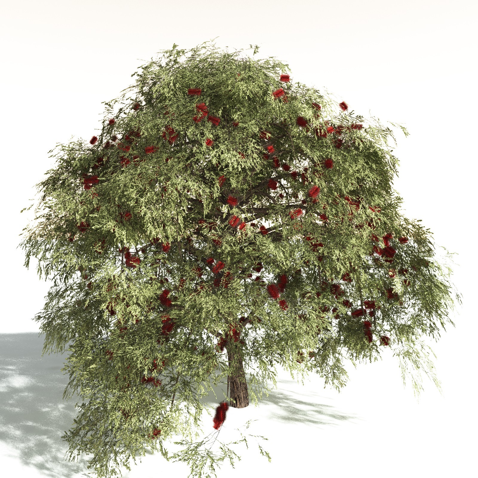 EVERYPlant Scarlet Bottlebrush for Daz by N/A