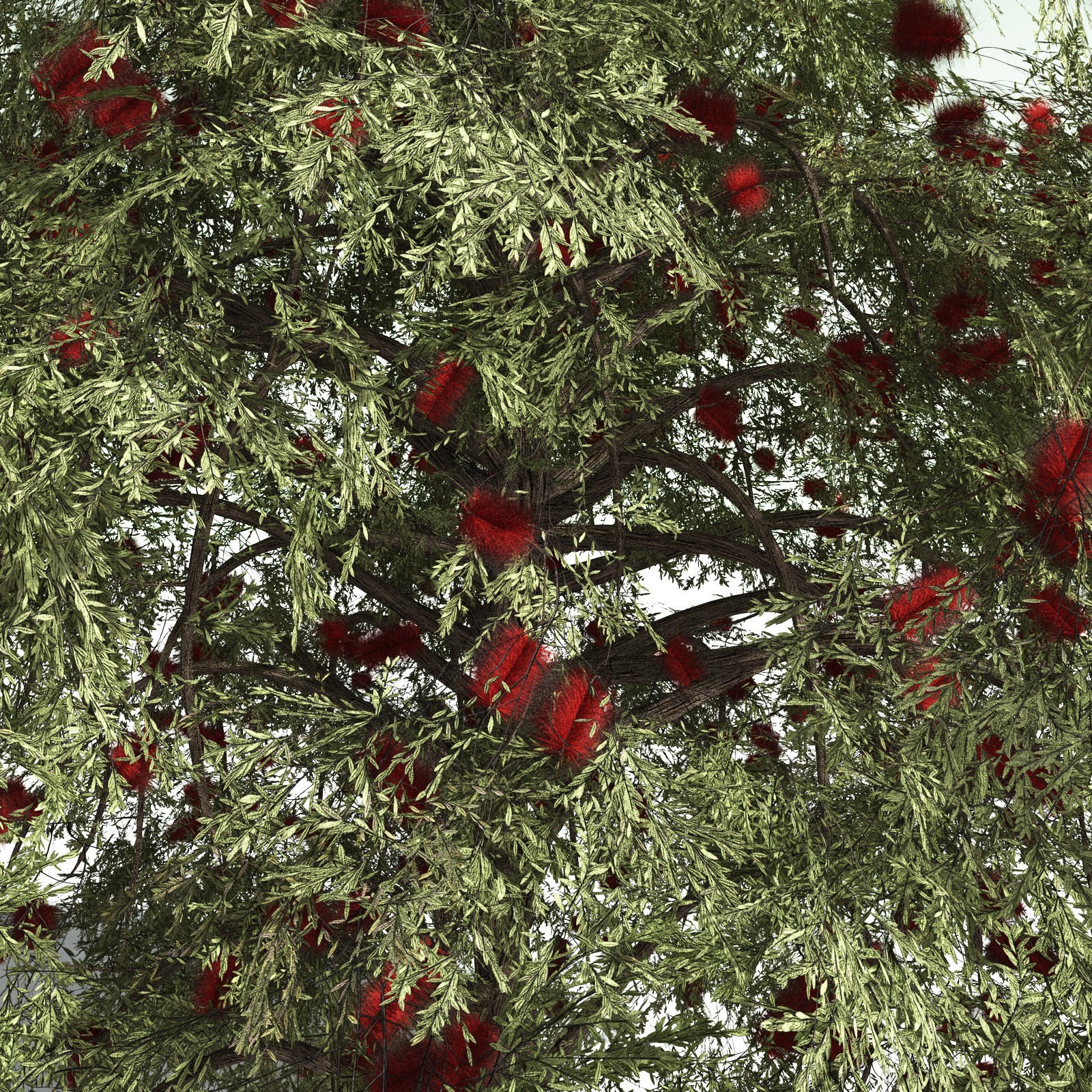 EVERYPlant Scarlet Bottlebrush for Daz by N/A