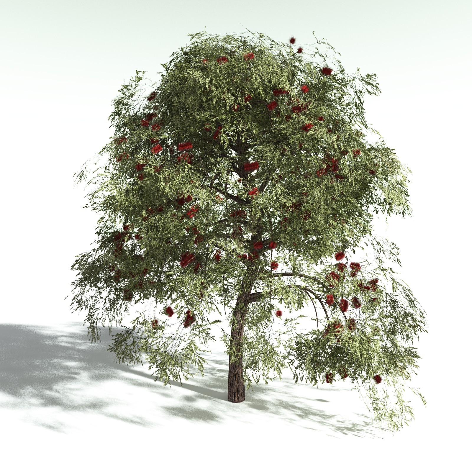 EVERYPlant Scarlet Bottlebrush for Daz by N/A