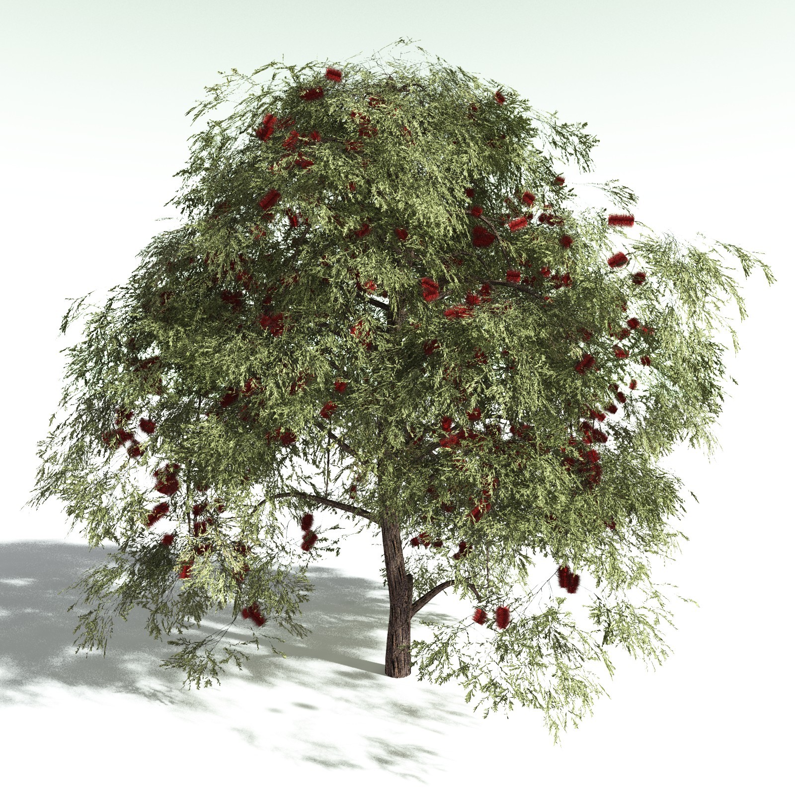EVERYPlant Scarlet Bottlebrush for Daz by N/A