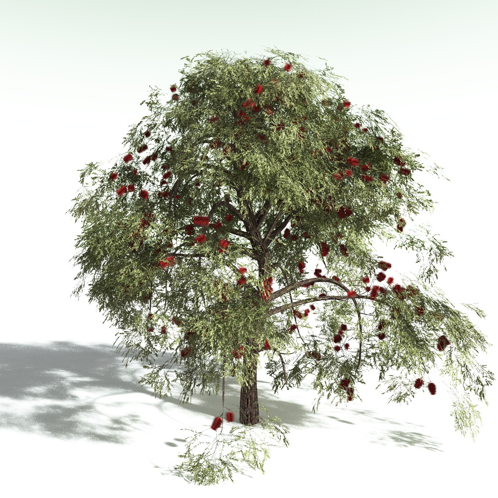 EVERYPlant Scarlet Bottlebrush for Daz by N/A
