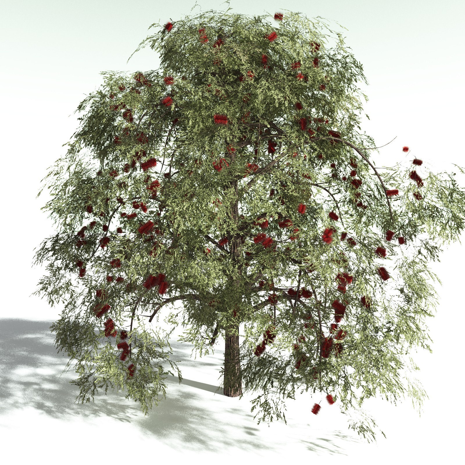 EVERYPlant Scarlet Bottlebrush for Daz by N/A