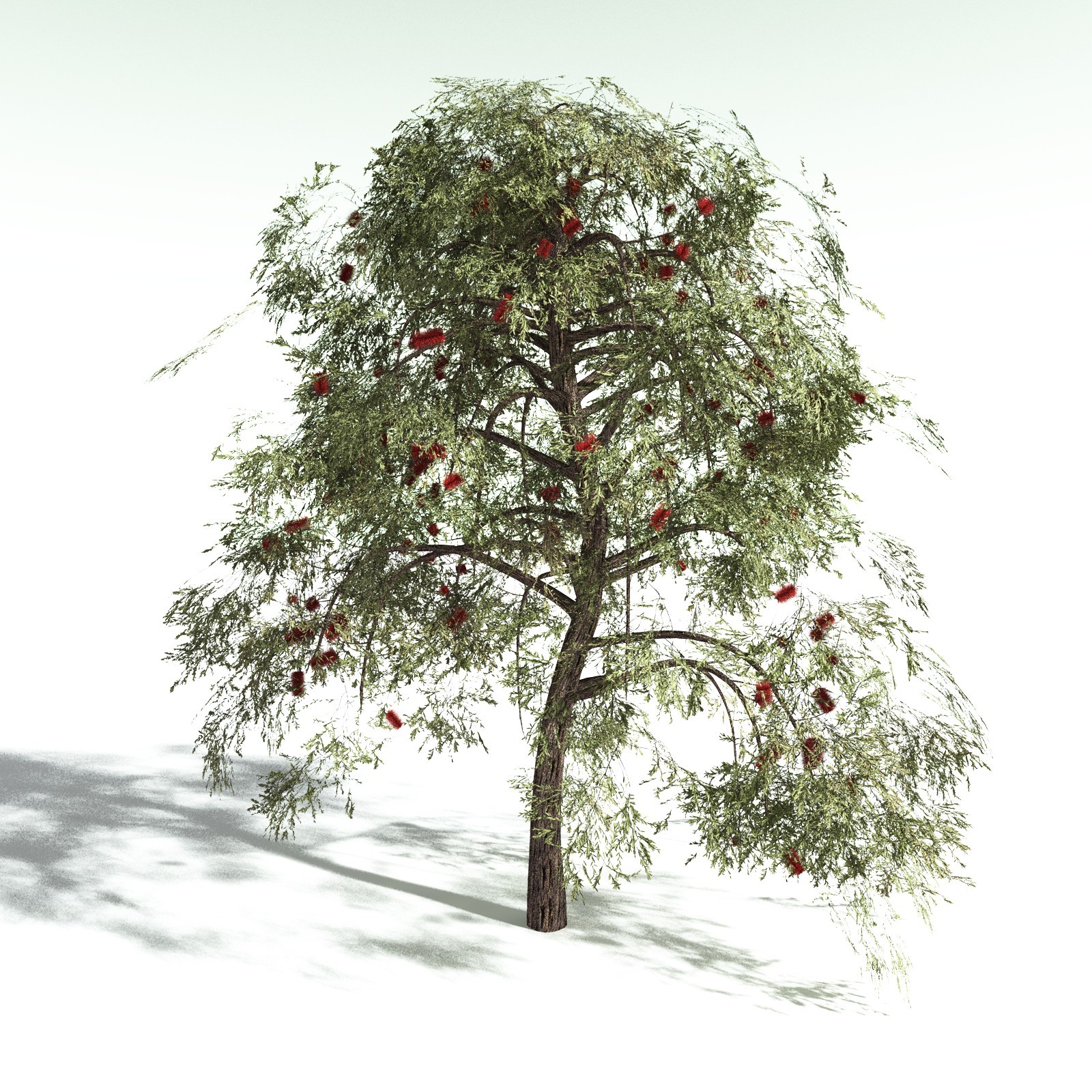 EVERYPlant Scarlet Bottlebrush for Daz by N/A