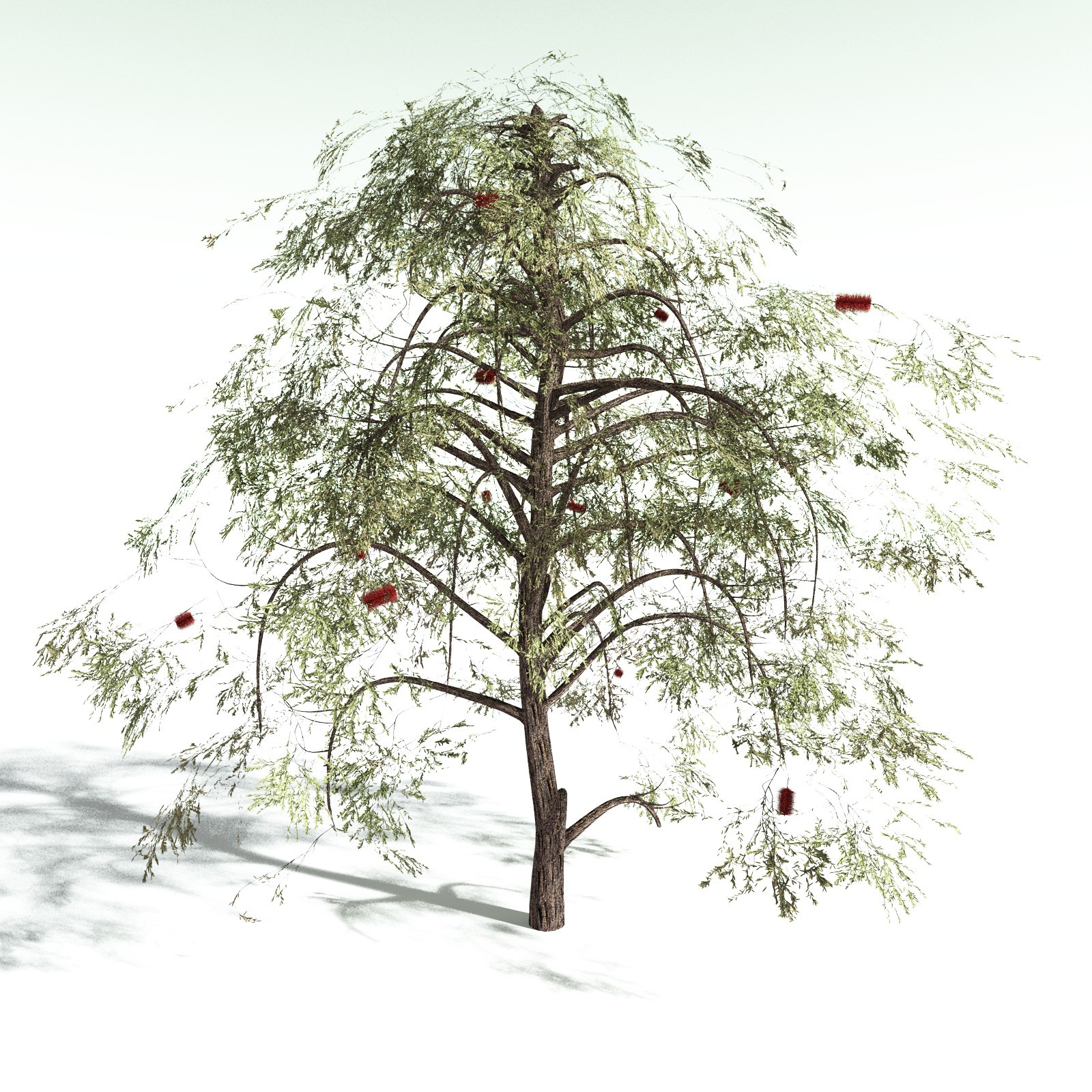 EVERYPlant Scarlet Bottlebrush for Daz by N/A