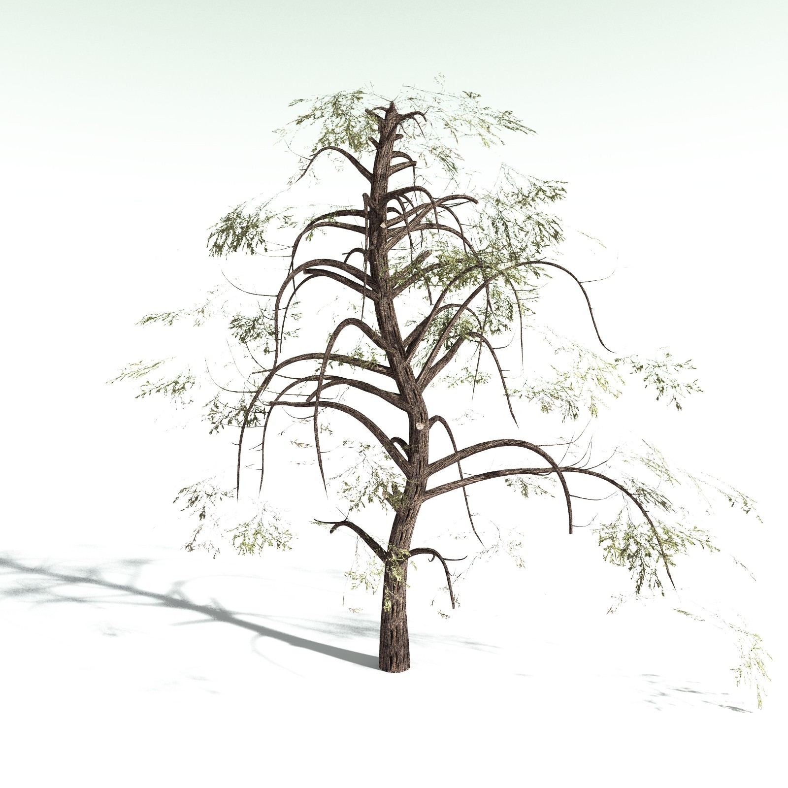 EVERYPlant Scarlet Bottlebrush for Daz by N/A