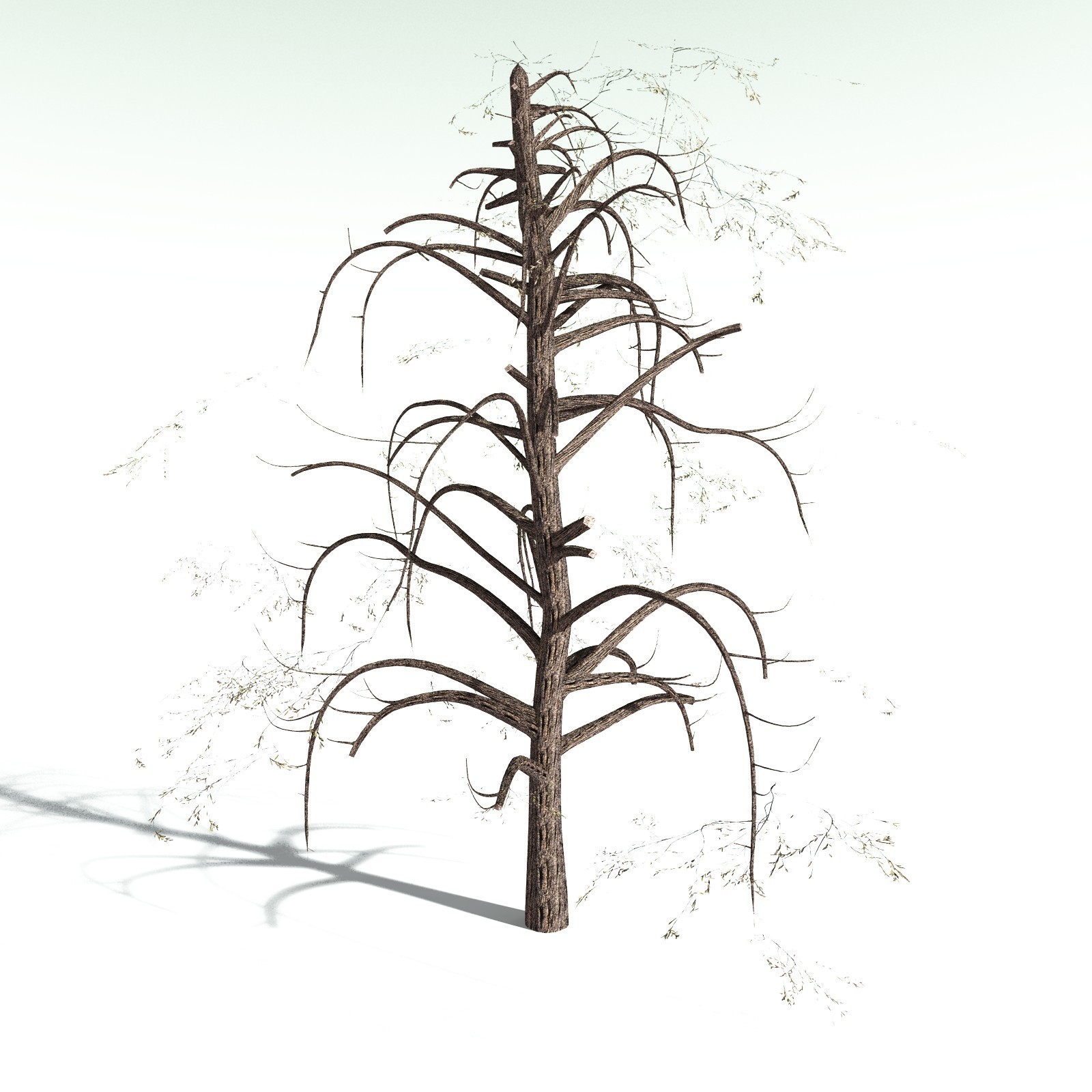 EVERYPlant Scarlet Bottlebrush for Daz by N/A