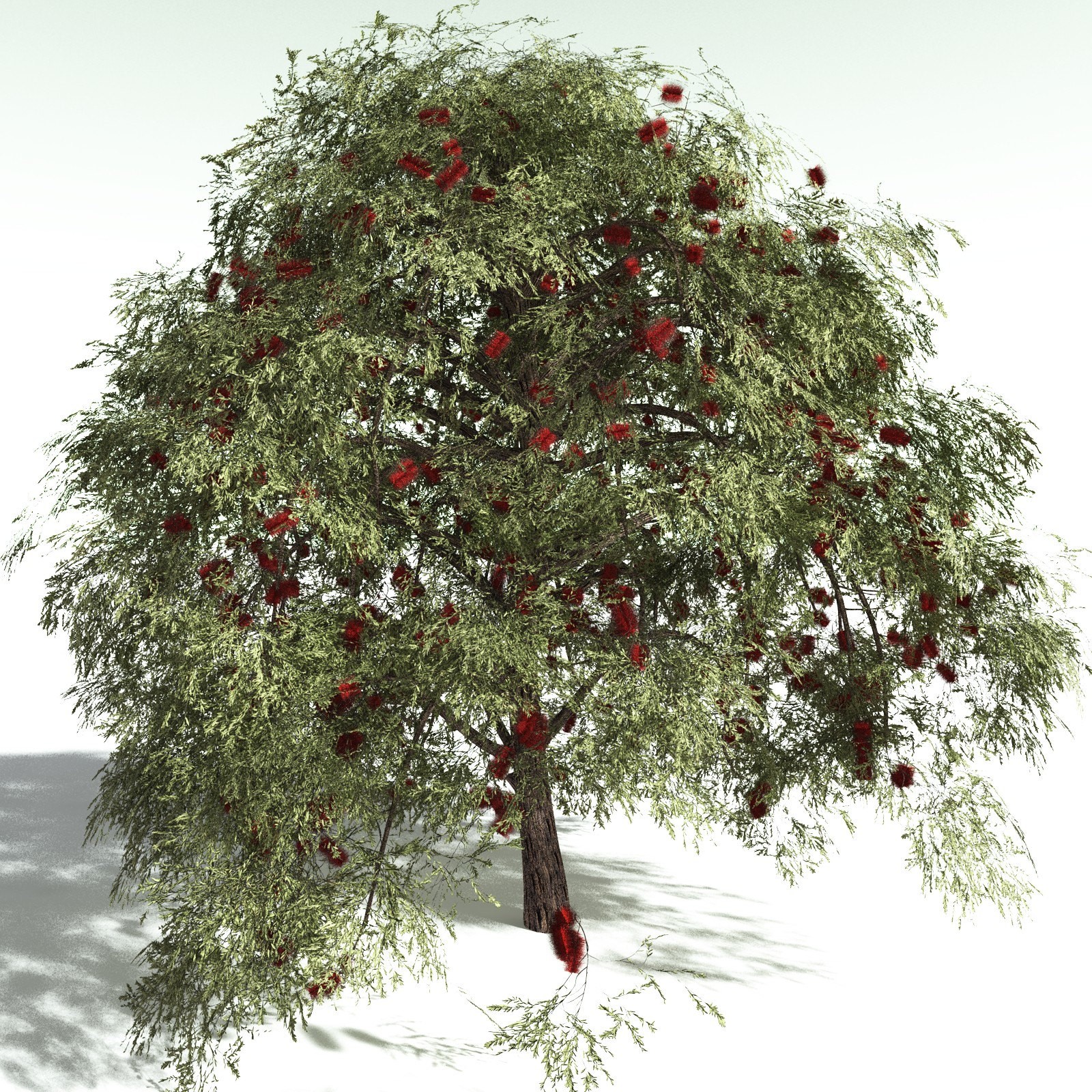 EVERYPlant Scarlet Bottlebrush for Daz by N/A