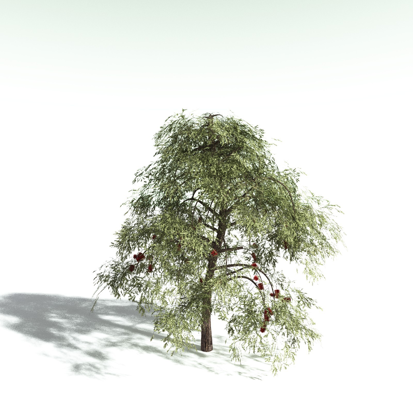 EVERYPlant Scarlet Bottlebrush for Daz by N/A