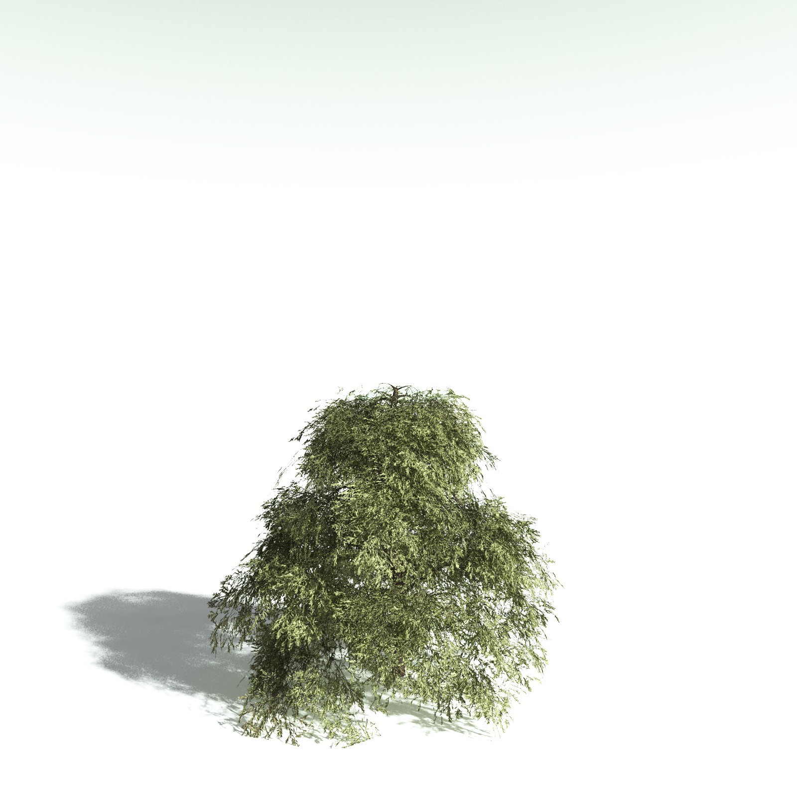EVERYPlant Scarlet Bottlebrush for Daz by N/A