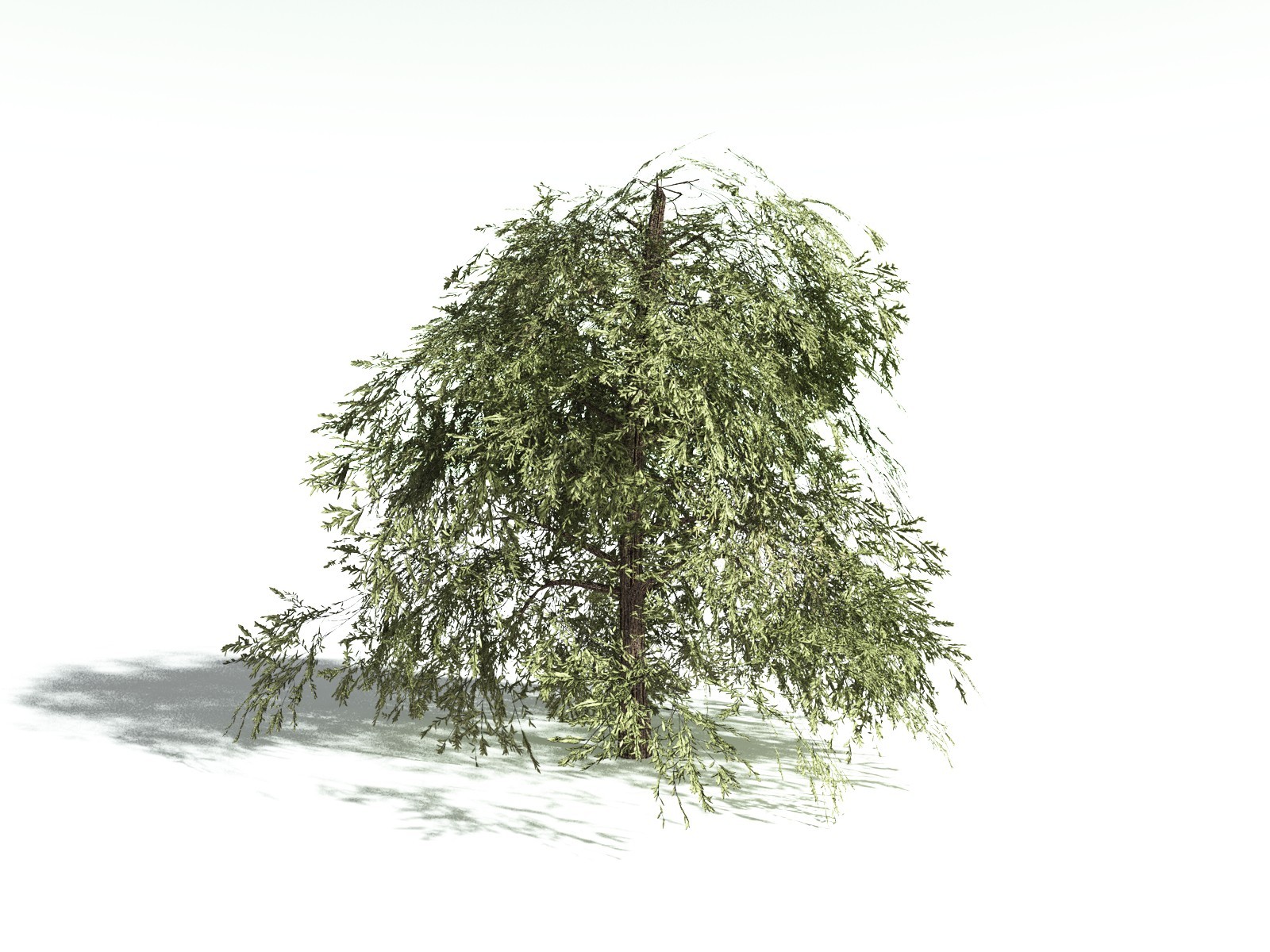 EVERYPlant Scarlet Bottlebrush for Daz by N/A