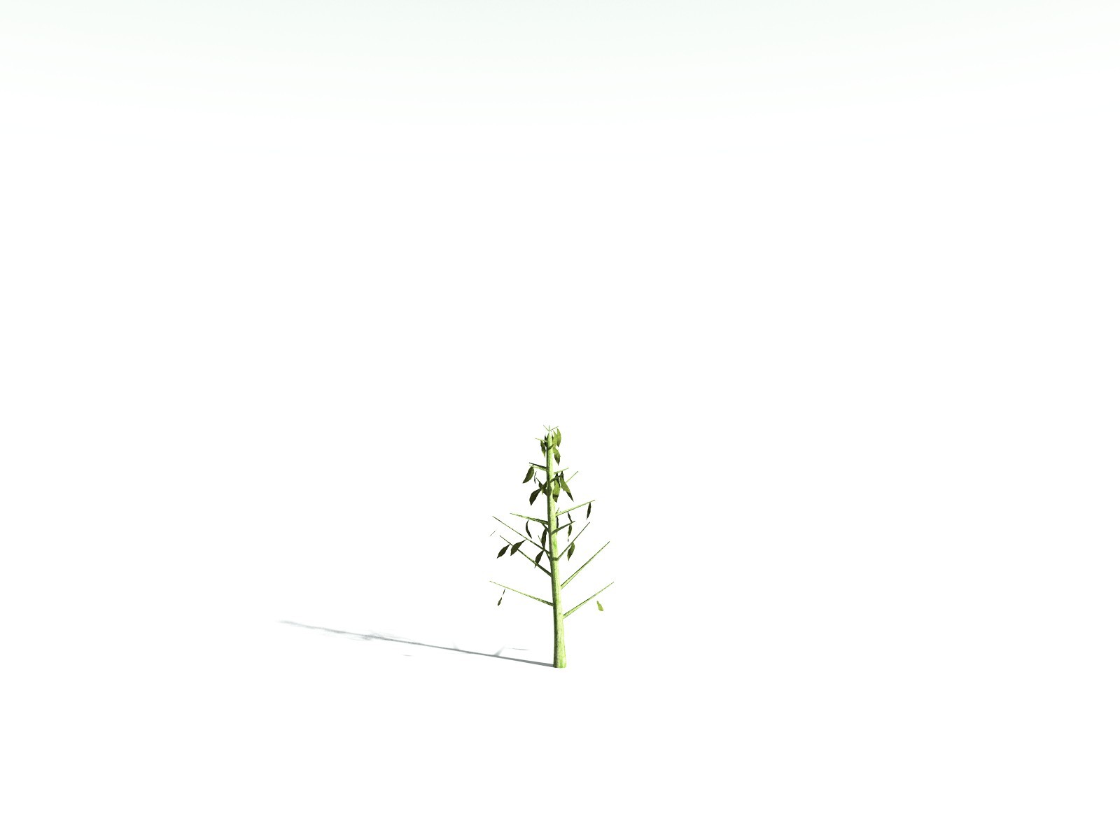 EVERYPlant Scarlet Bottlebrush for Daz by N/A