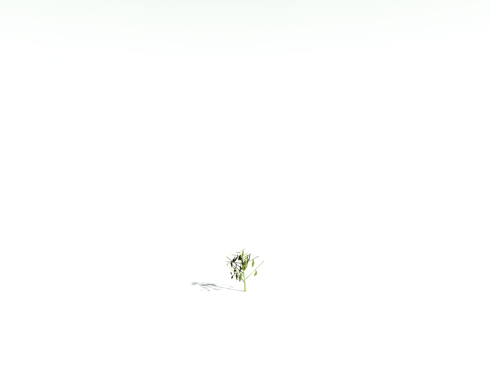 EVERYPlant Scarlet Bottlebrush for Daz by N/A