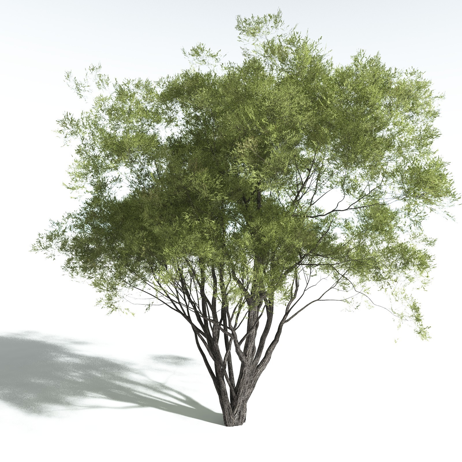 EVERYPlant California Bay for Vue by N/A