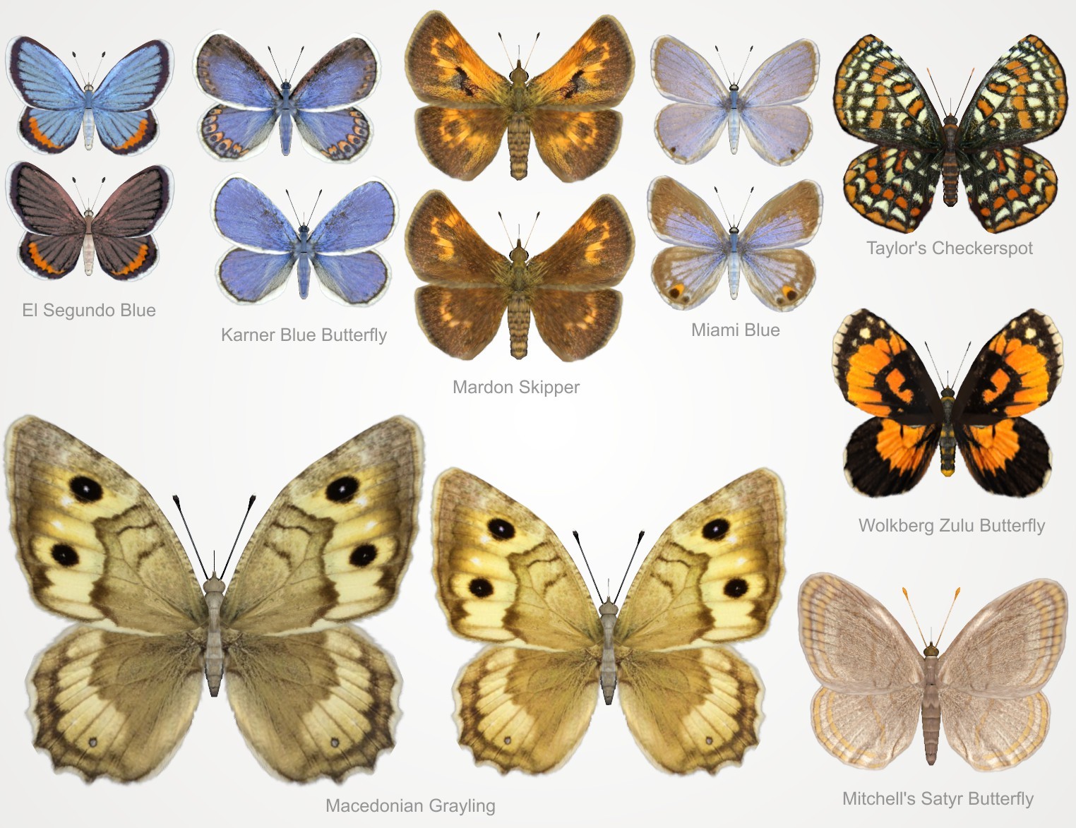 Nature's Wonders Butterflies of the World Volume 4 by N/A