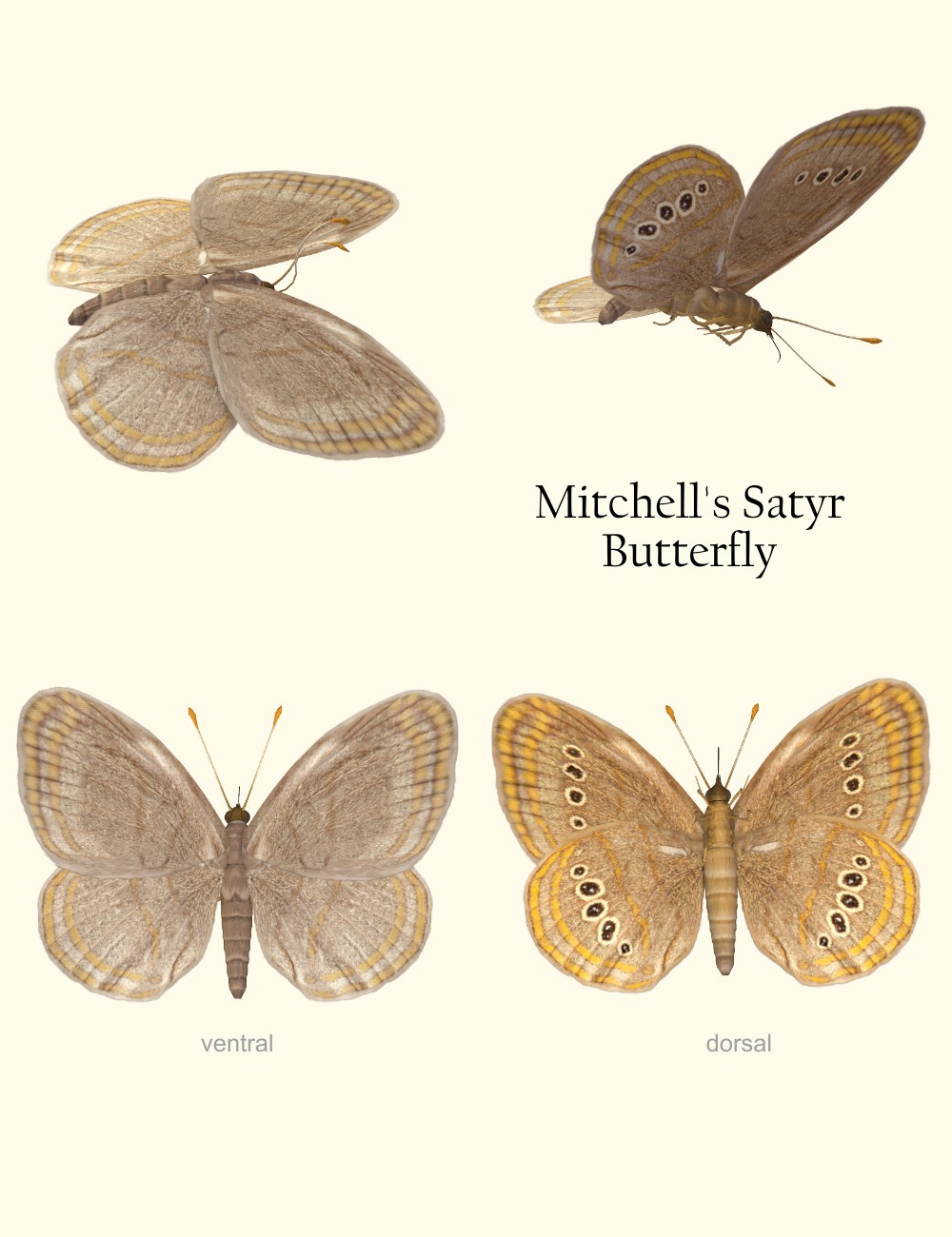 Nature's Wonders Butterflies of the World Volume 4 by N/A