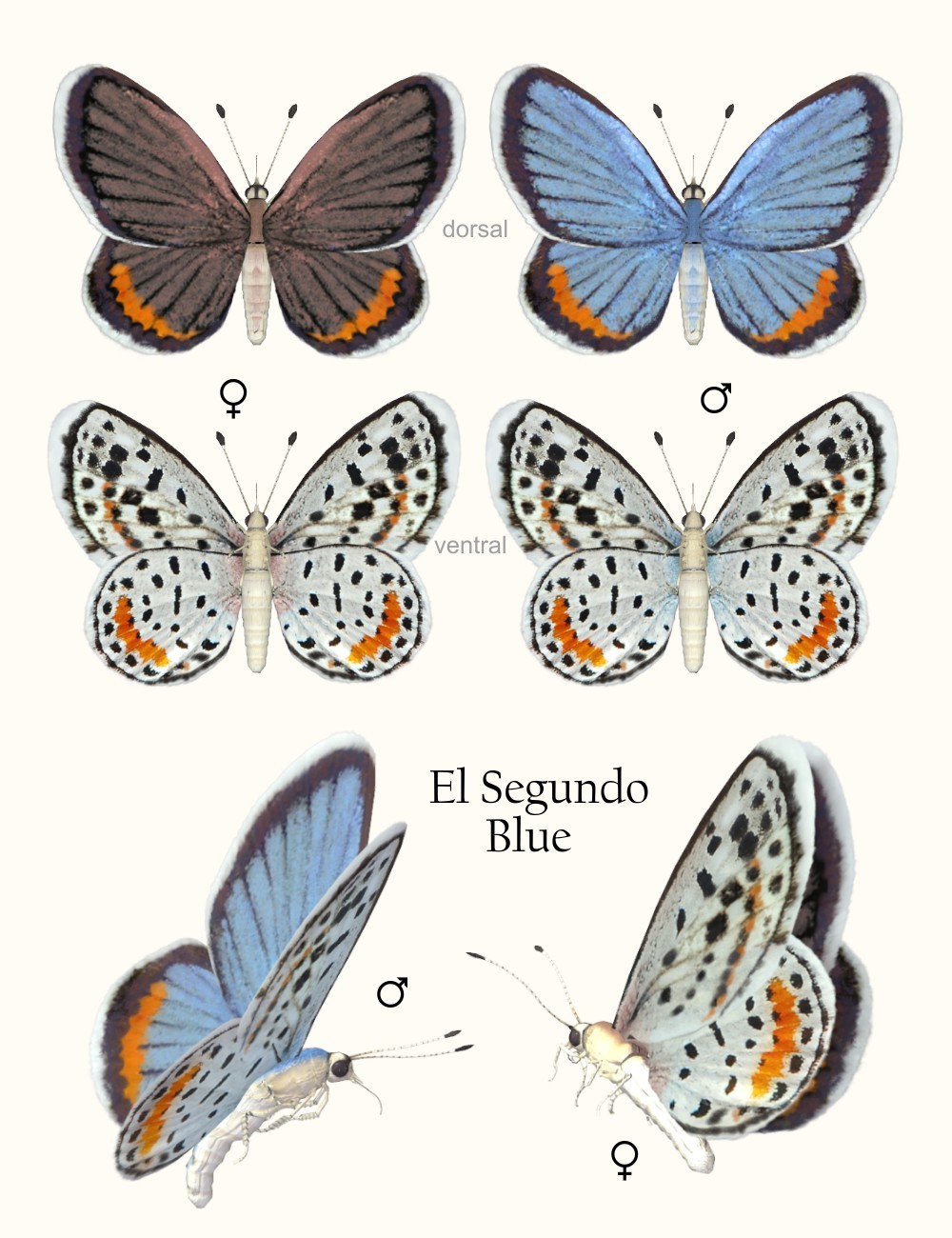 Nature's Wonders Butterflies of the World Volume 4 by N/A