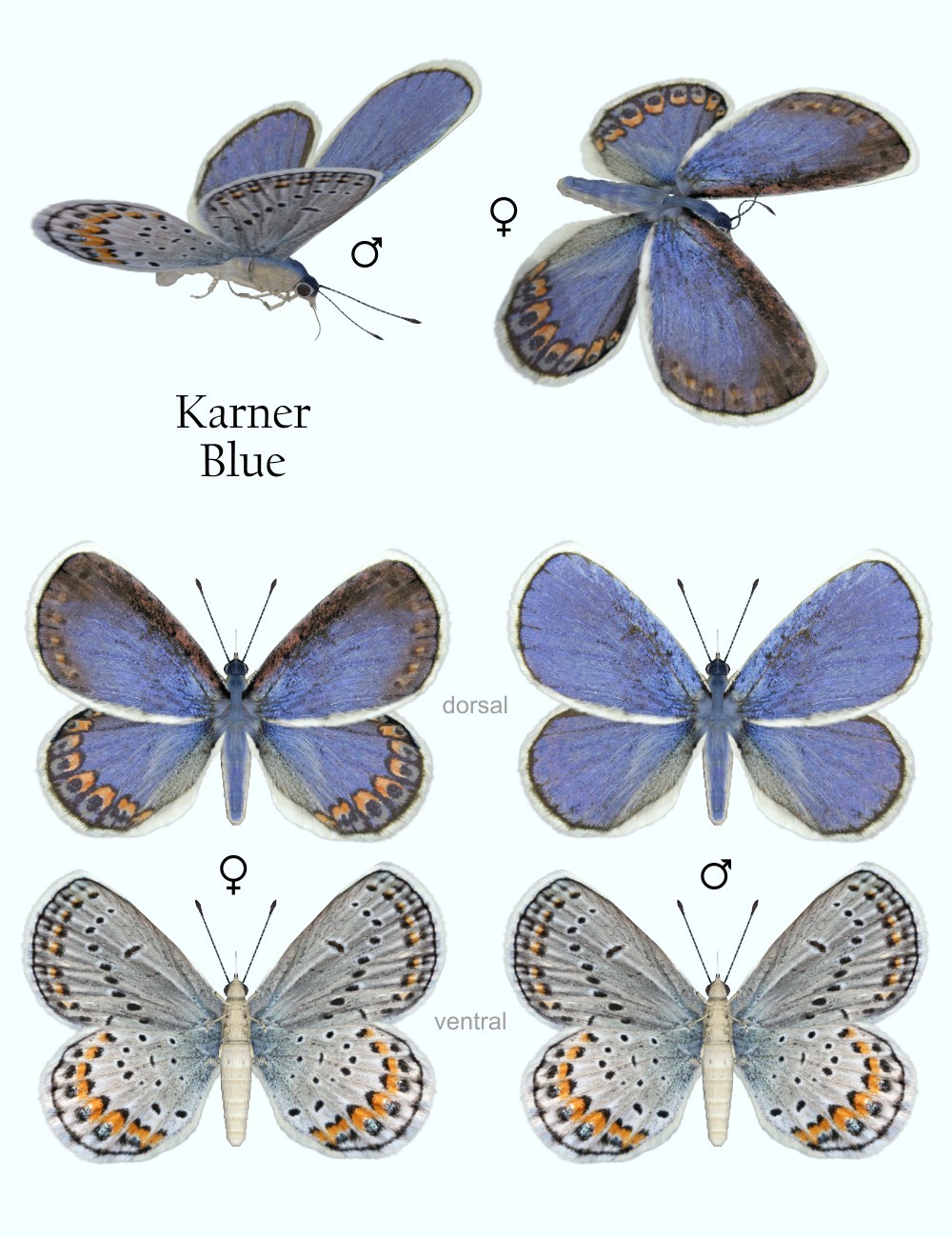 Nature's Wonders Butterflies of the World Volume 4 by N/A