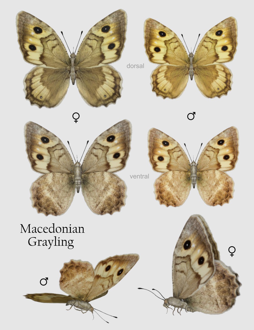 Nature's Wonders Butterflies of the World Volume 4 by N/A