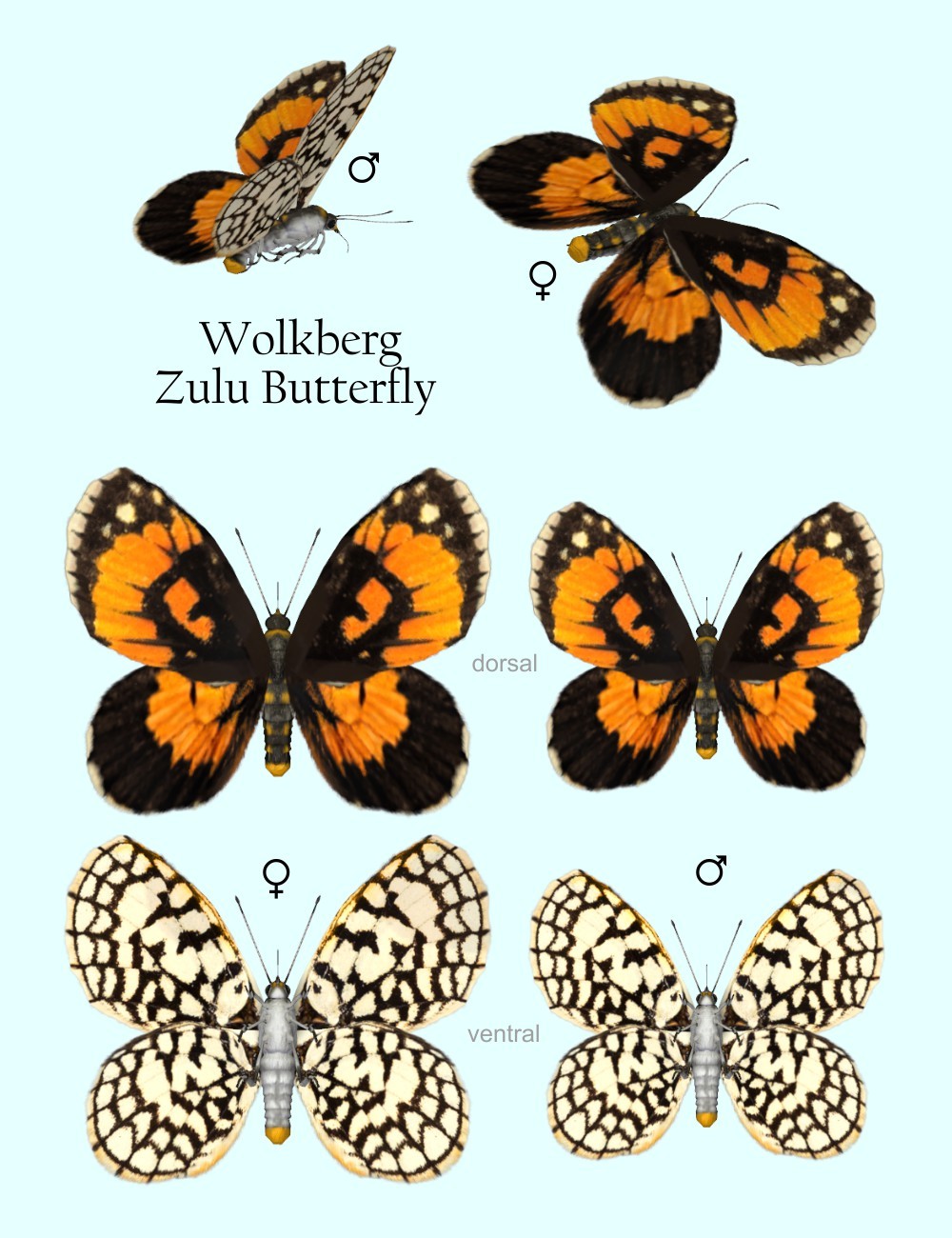 Nature's Wonders Butterflies of the World Volume 4 by N/A