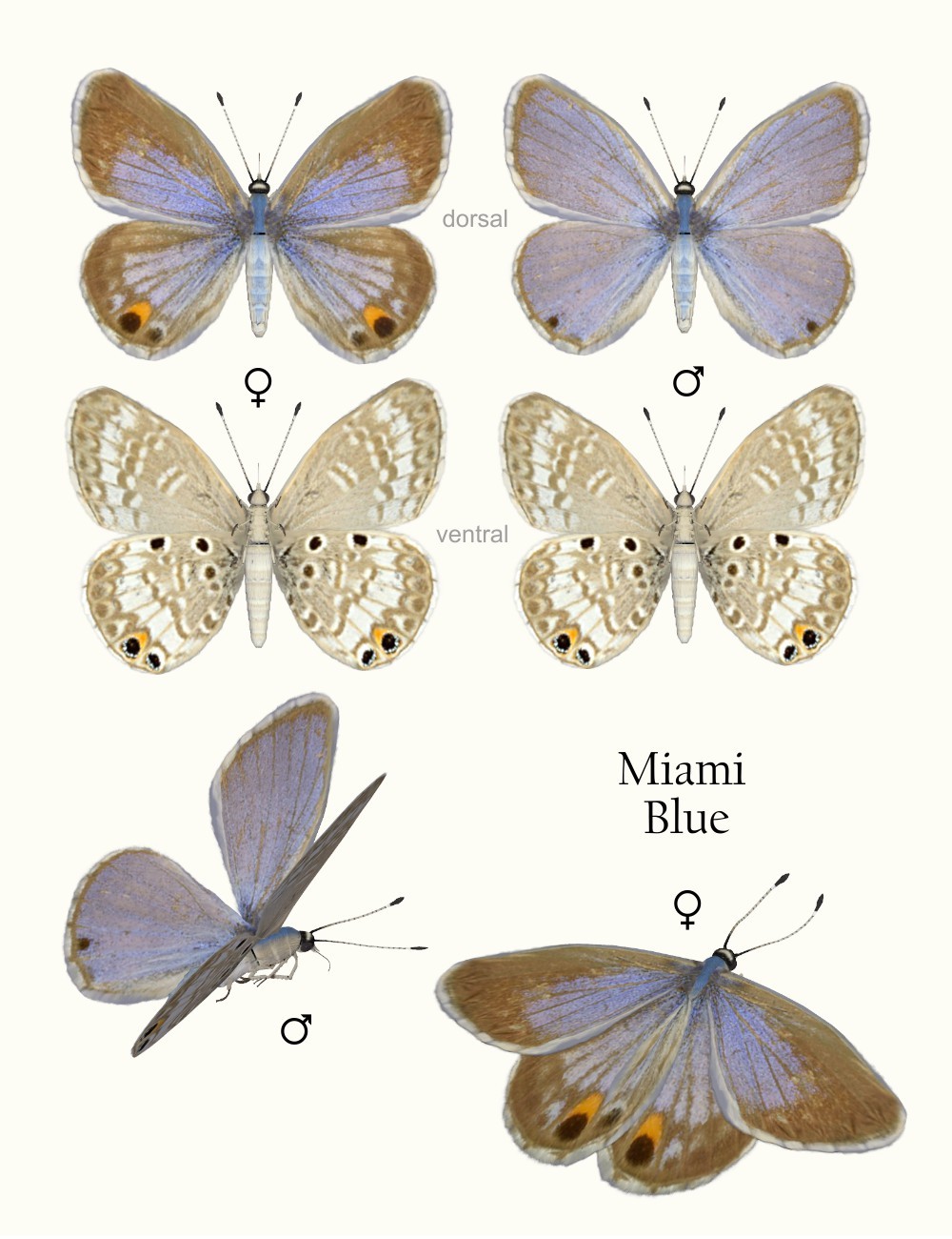Nature's Wonders Butterflies of the World Volume 4 by N/A