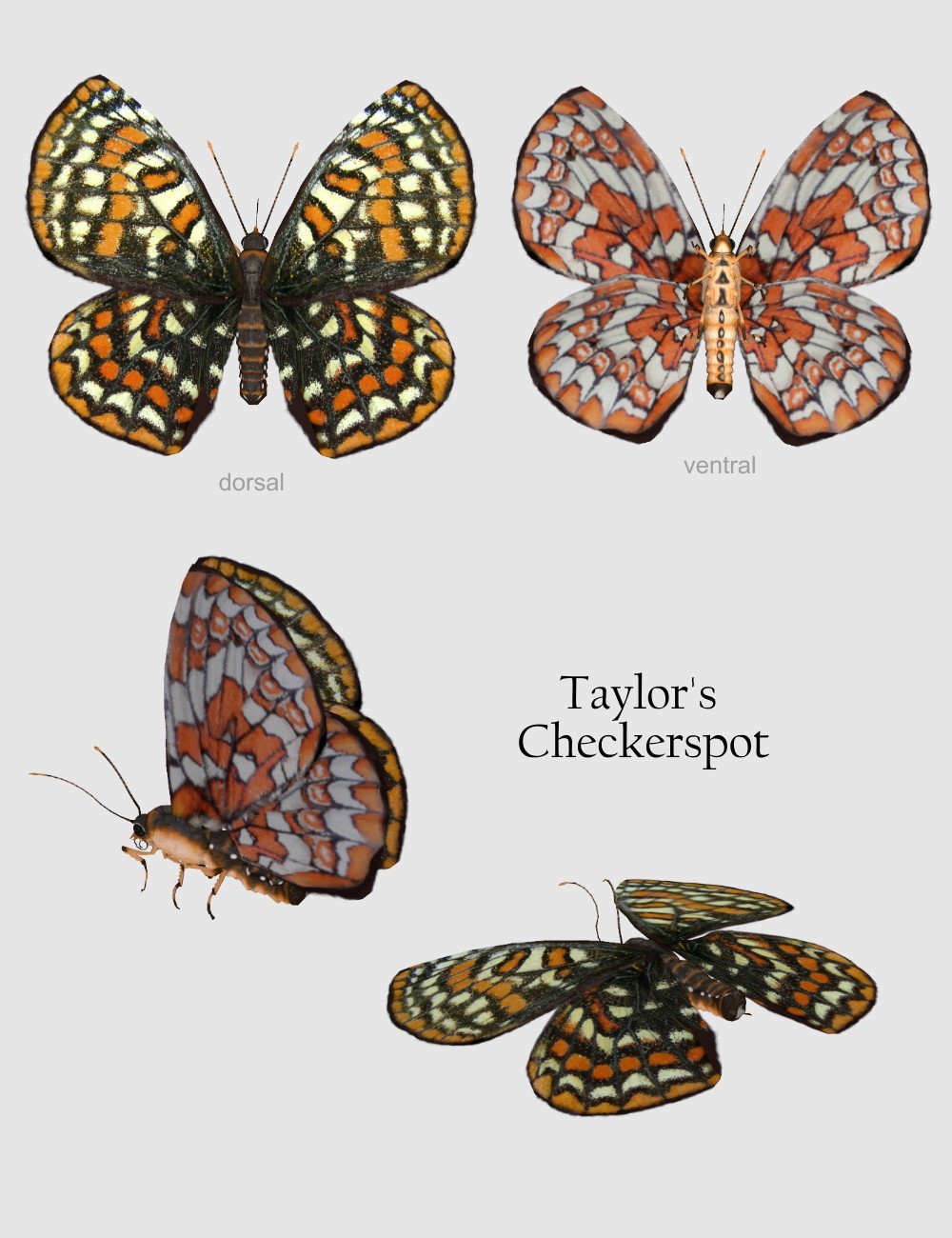 Nature's Wonders Butterflies of the World Volume 4 by N/A