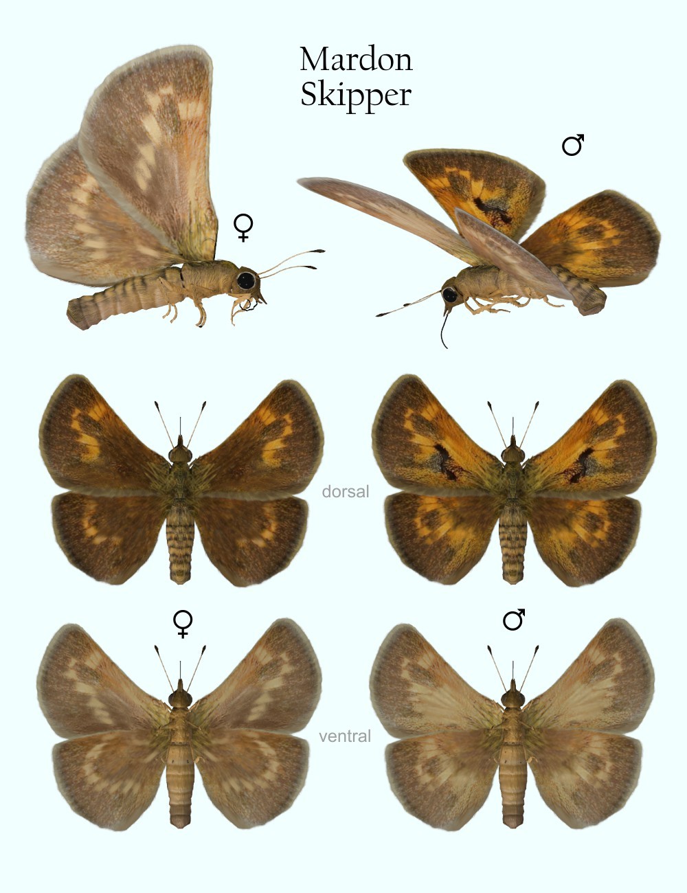 Nature's Wonders Butterflies of the World Volume 4 by N/A
