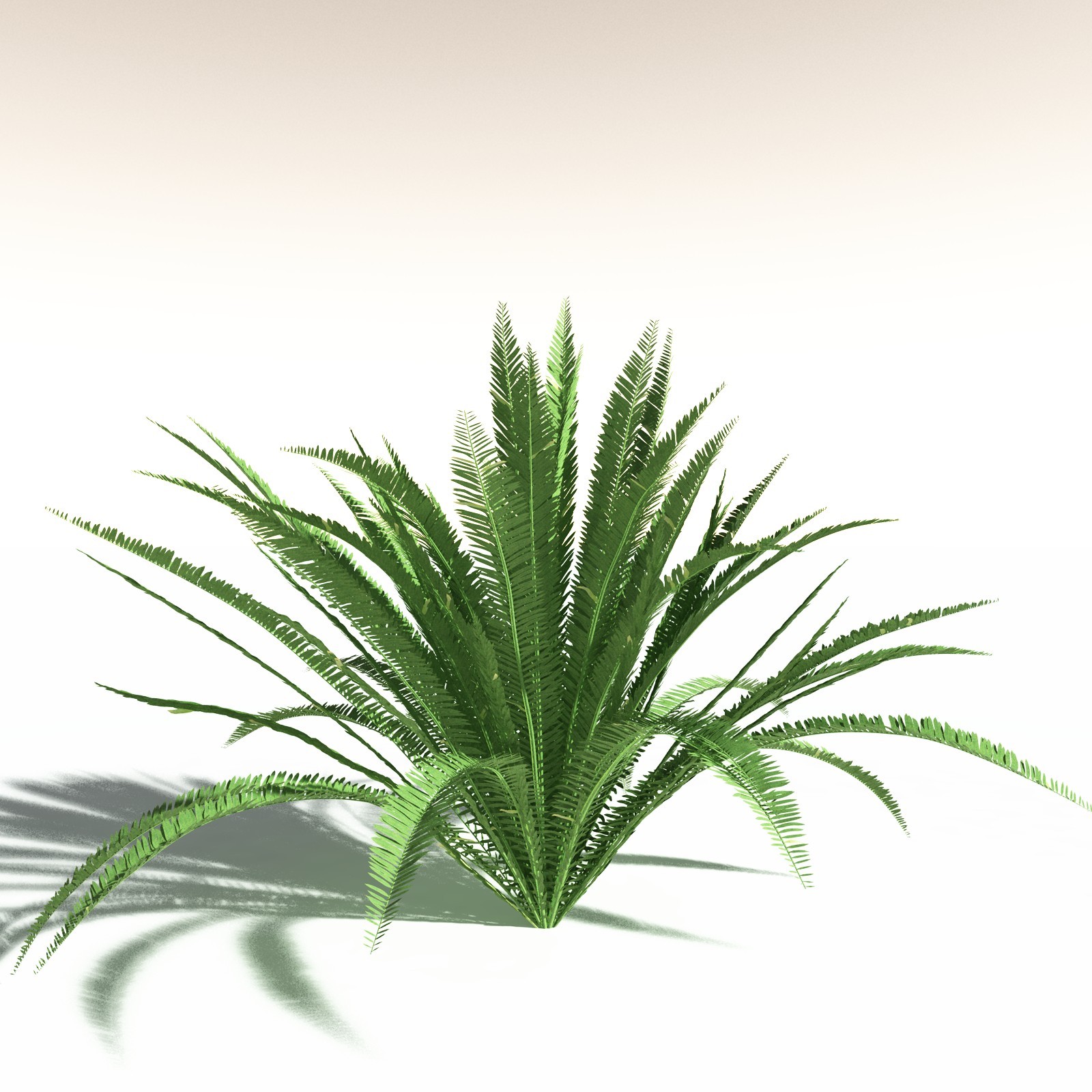 EVERYPlant Western Sword Fern for Daz by N/A