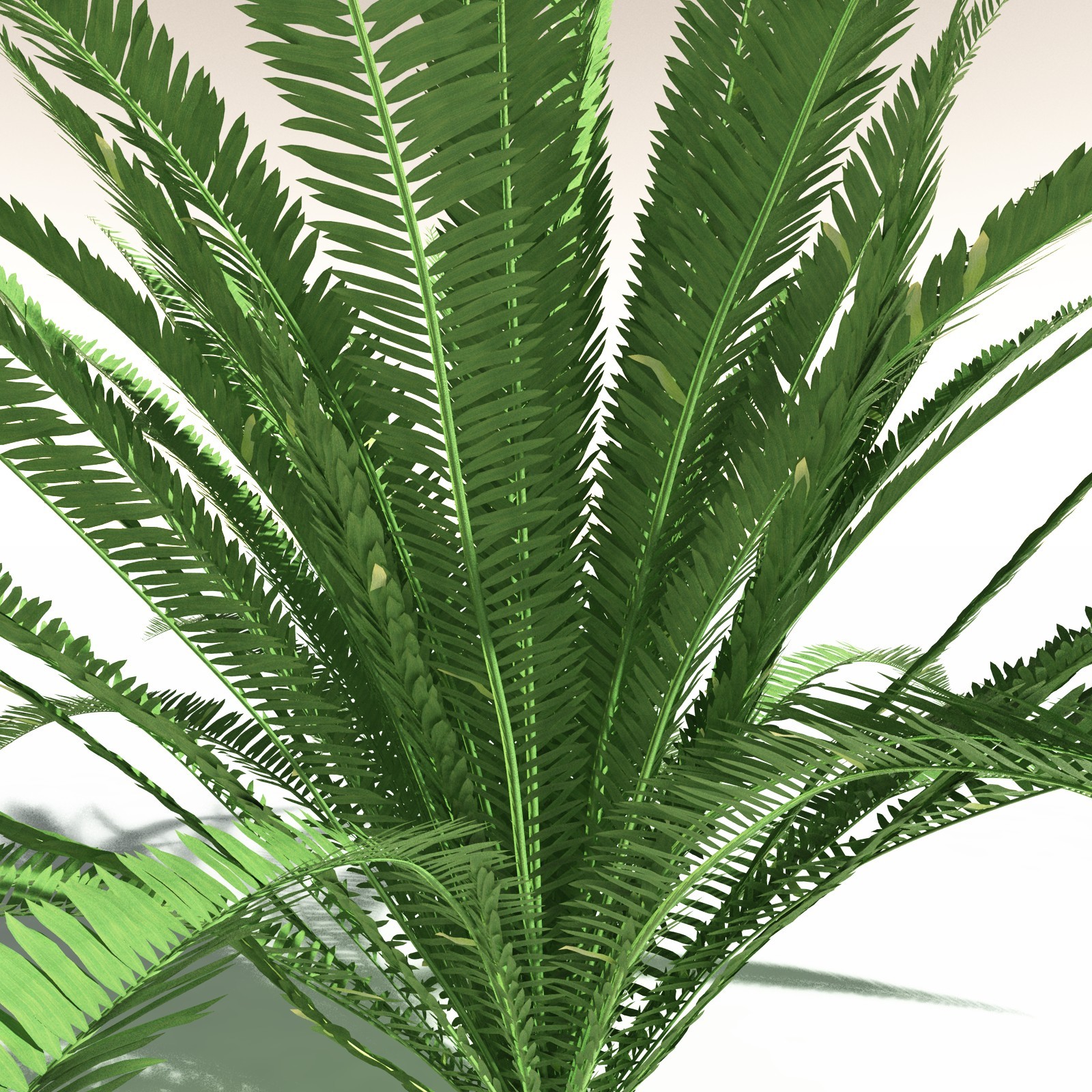 EVERYPlant Western Sword Fern for Daz by N/A