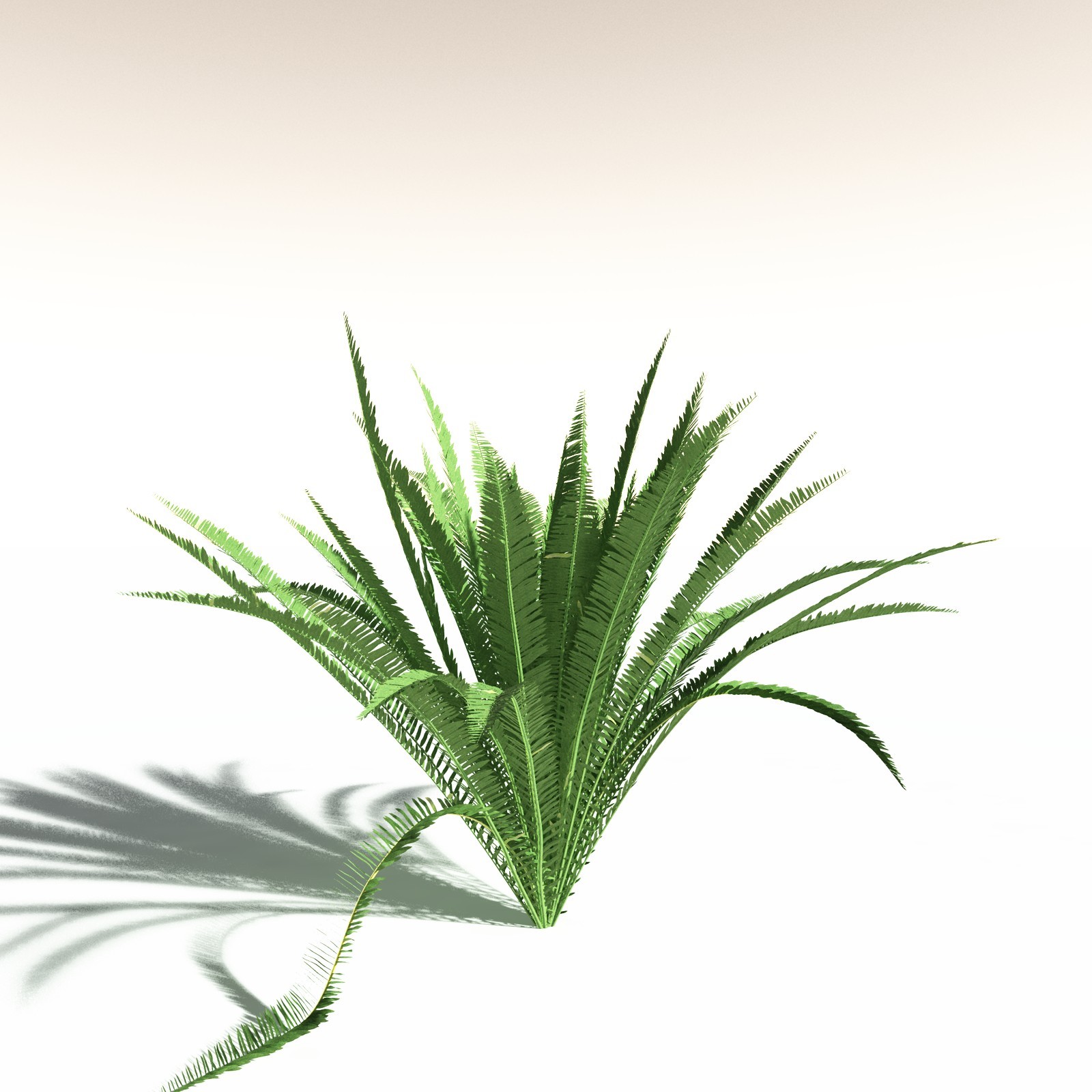 EVERYPlant Western Sword Fern for Daz by N/A
