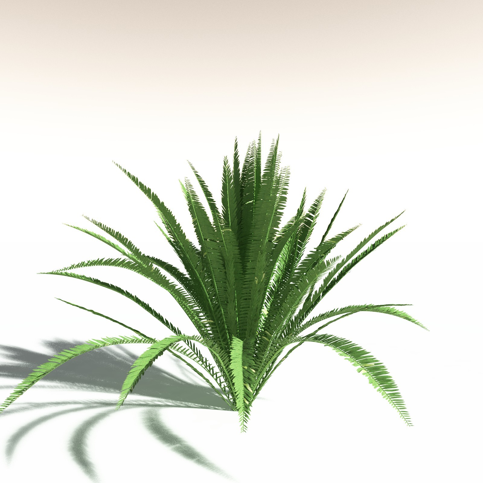 EVERYPlant Western Sword Fern for Daz by N/A