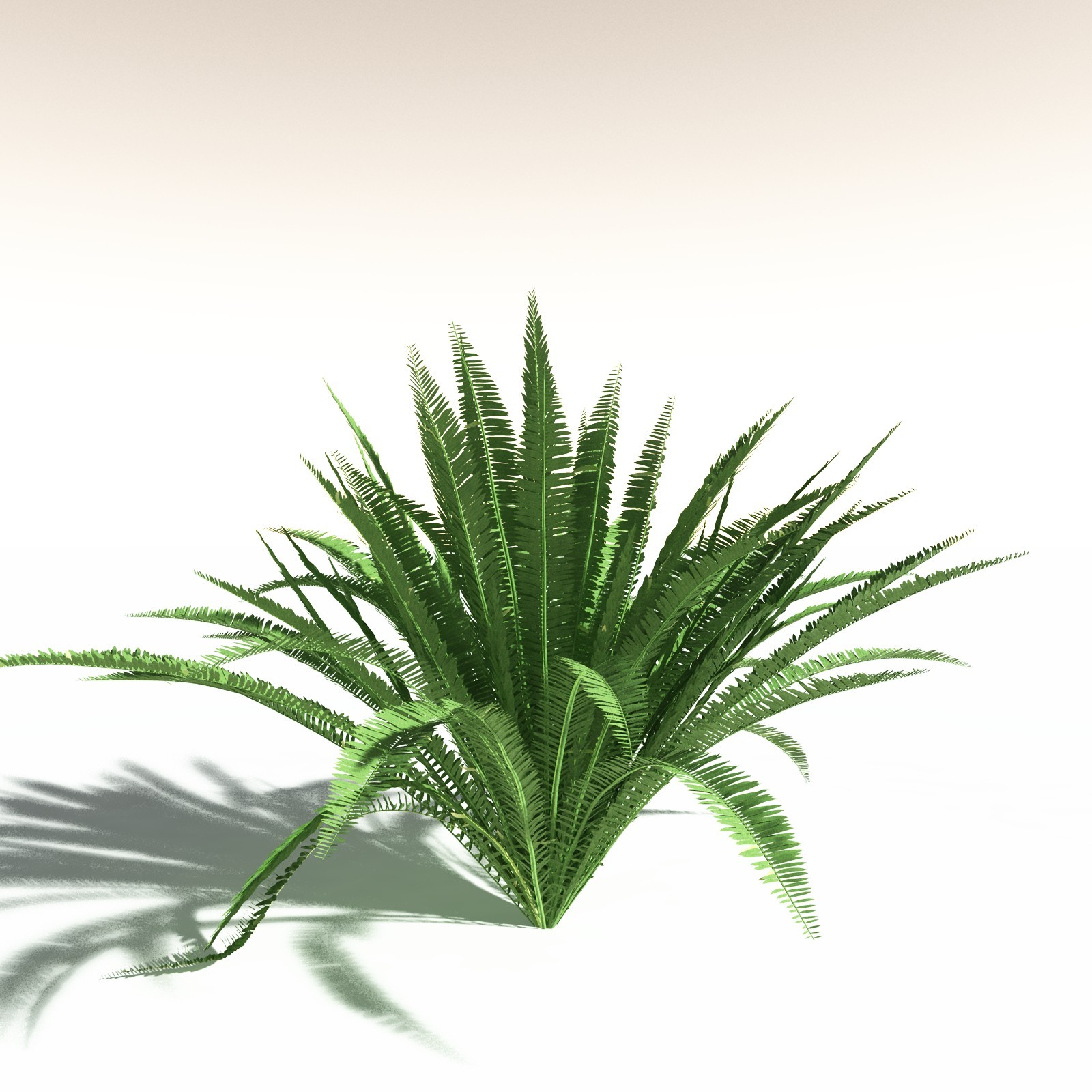 EVERYPlant Western Sword Fern for Daz by N/A