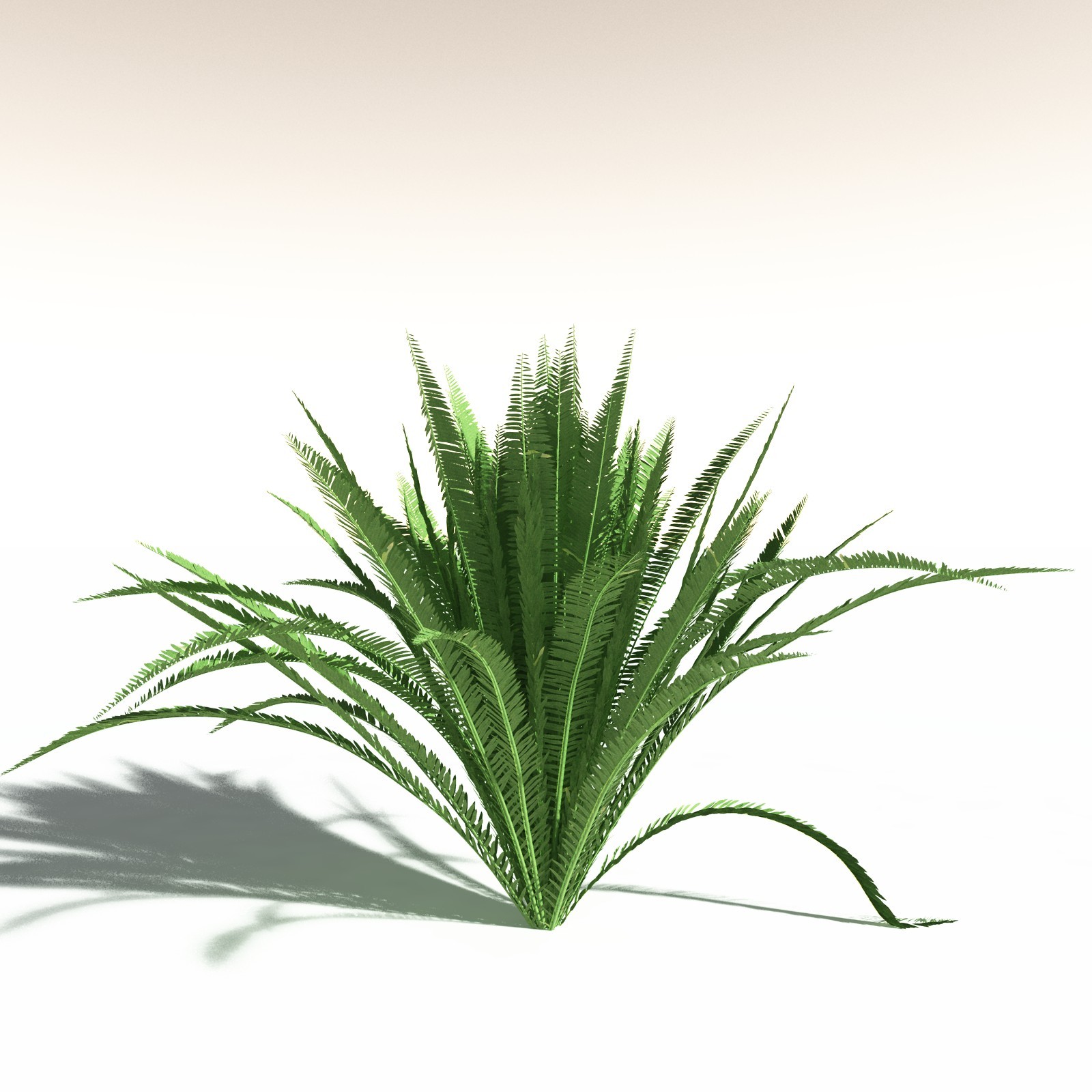 EVERYPlant Western Sword Fern for Daz by N/A