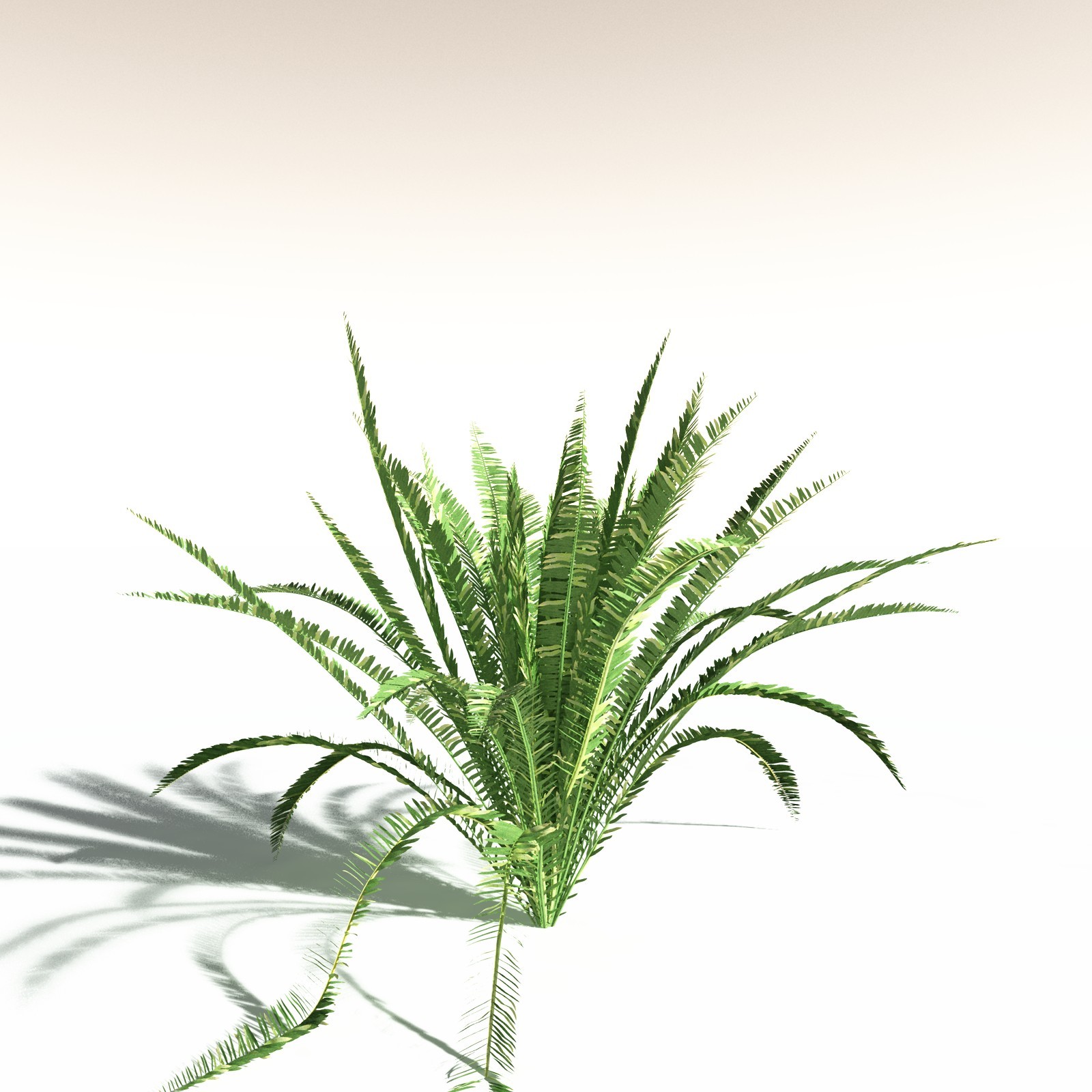 EVERYPlant Western Sword Fern for Daz by N/A
