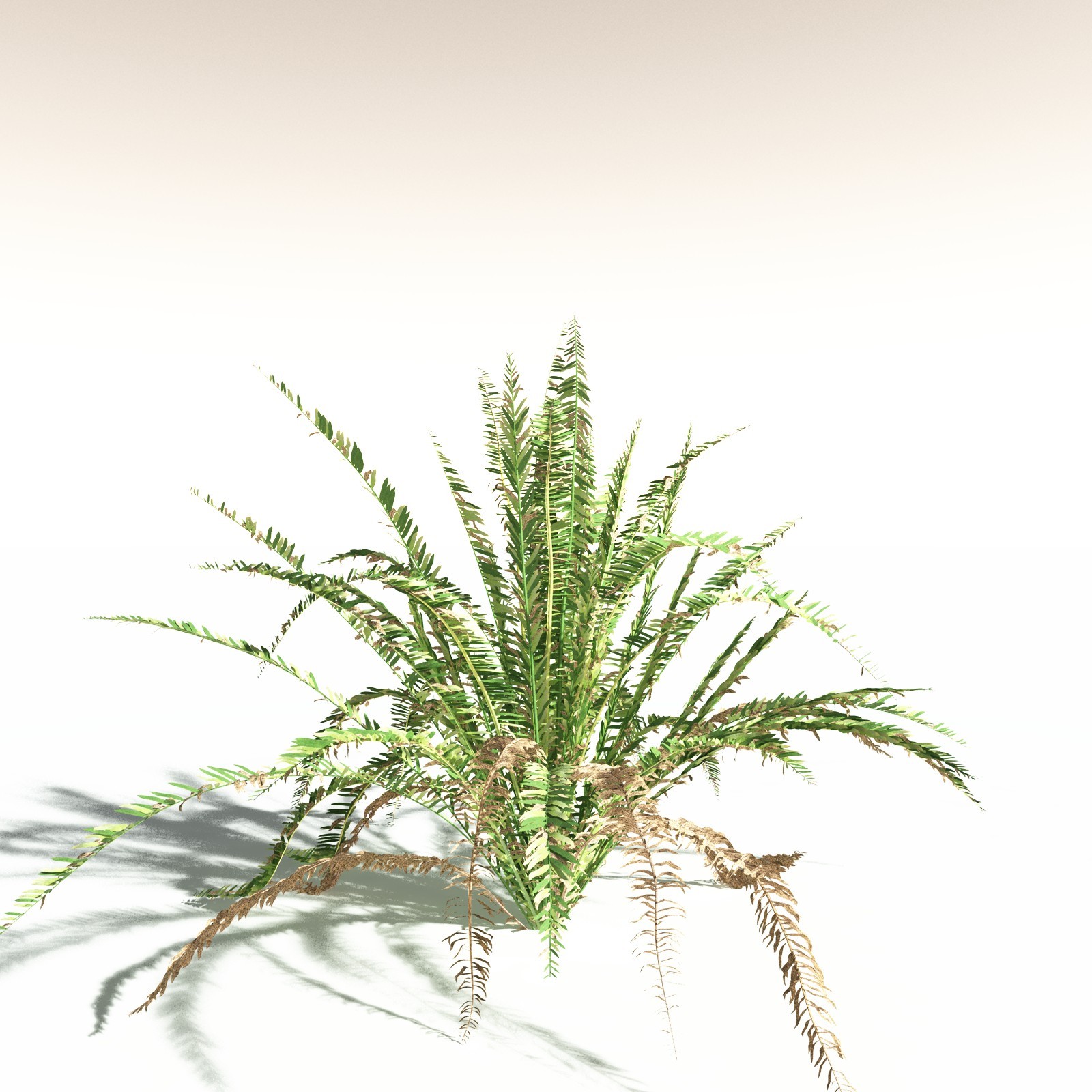 EVERYPlant Western Sword Fern for Daz by N/A