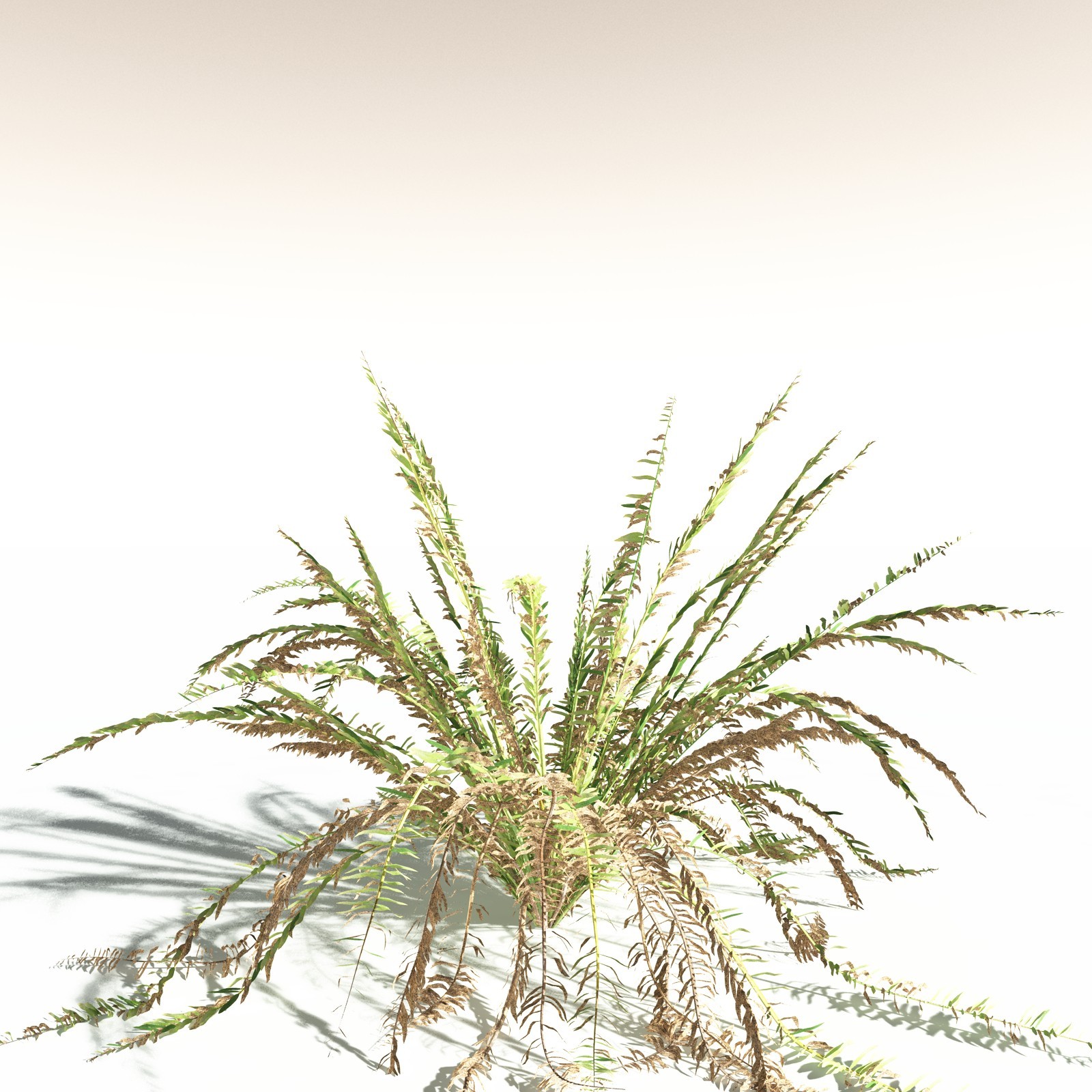 EVERYPlant Western Sword Fern for Daz by N/A