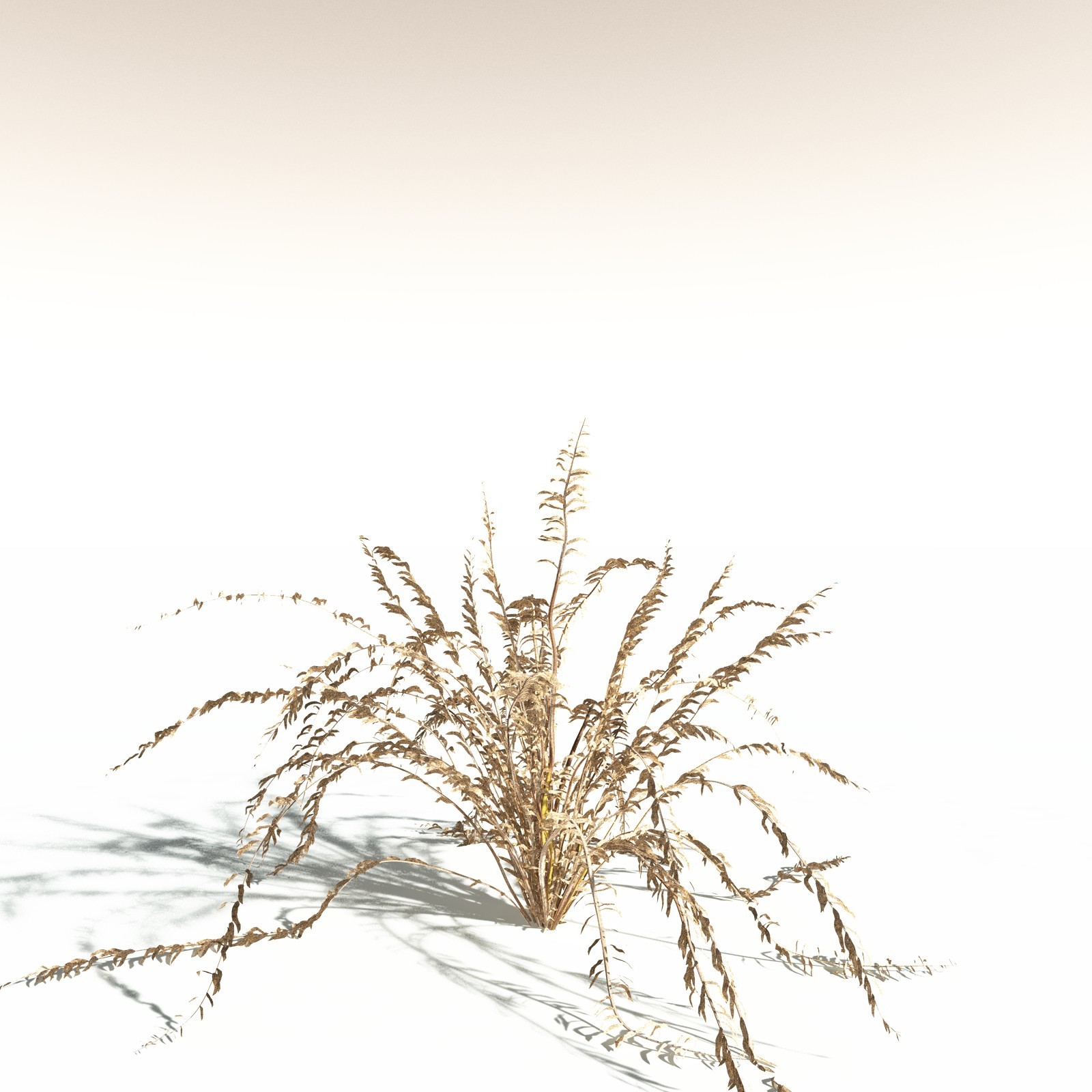 EVERYPlant Western Sword Fern for Daz by N/A
