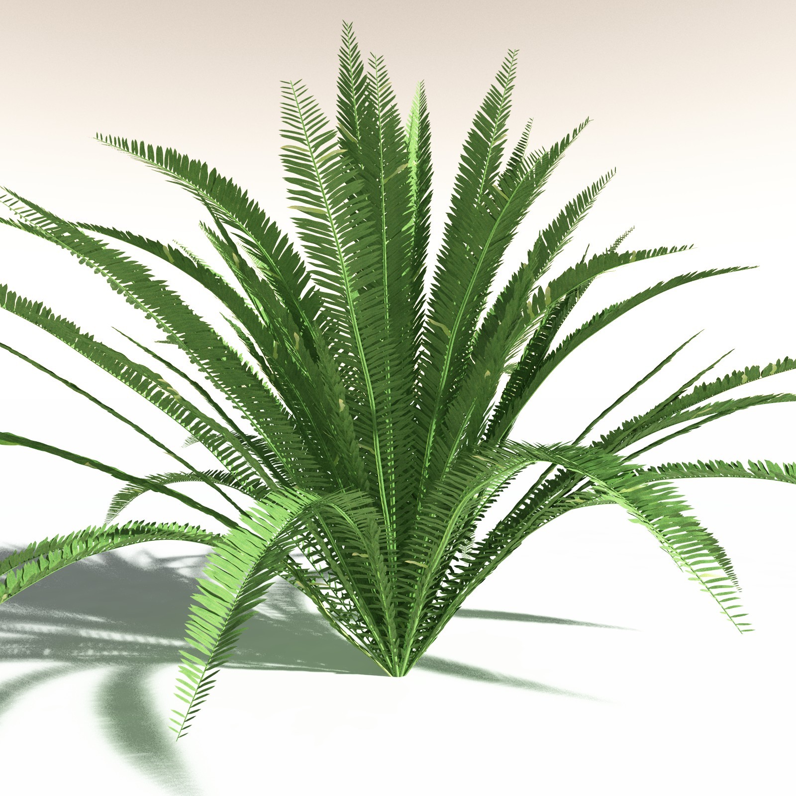 EVERYPlant Western Sword Fern for Daz by N/A