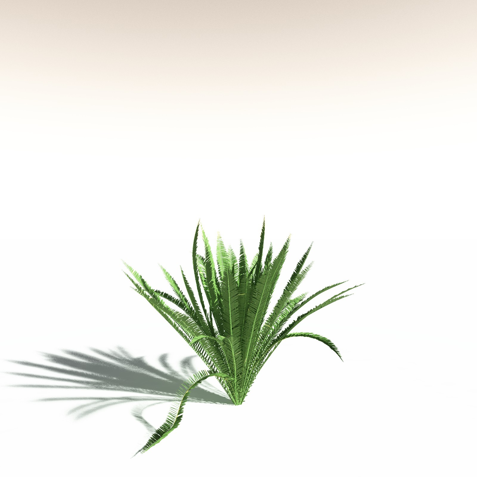 EVERYPlant Western Sword Fern for Daz by N/A