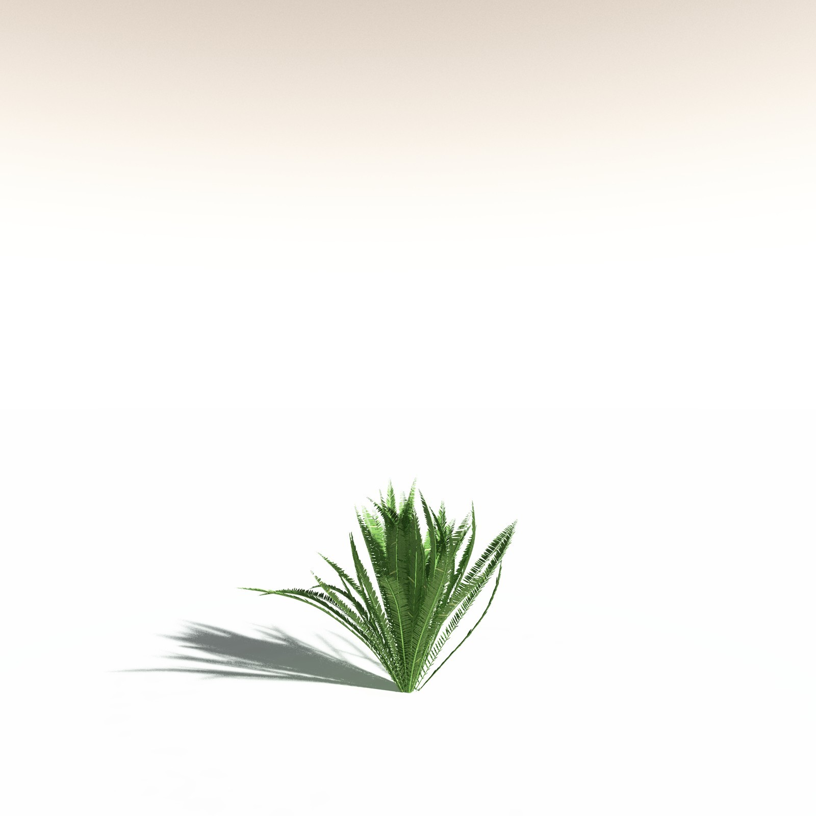 EVERYPlant Western Sword Fern for Daz by N/A