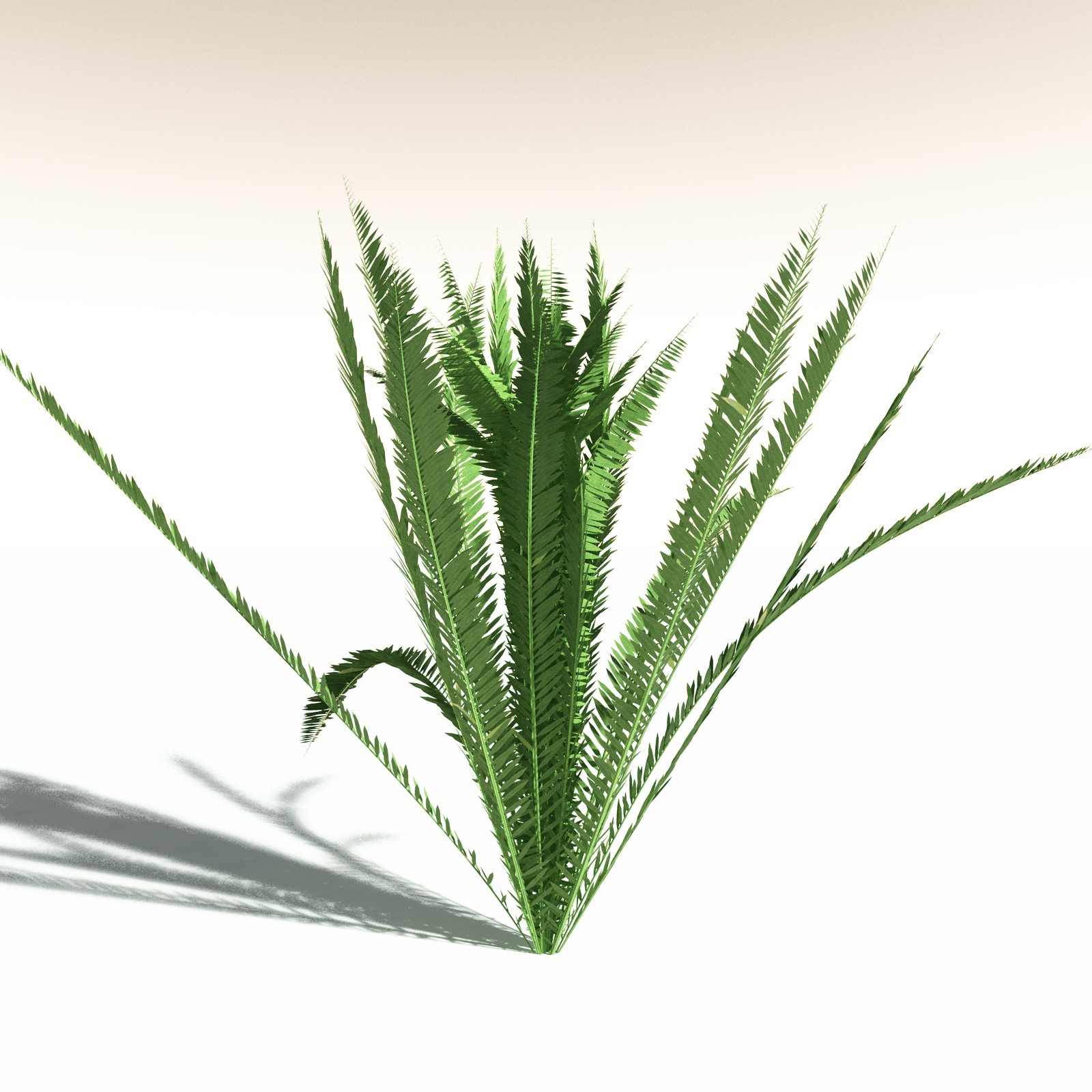 EVERYPlant Western Sword Fern for Daz by N/A