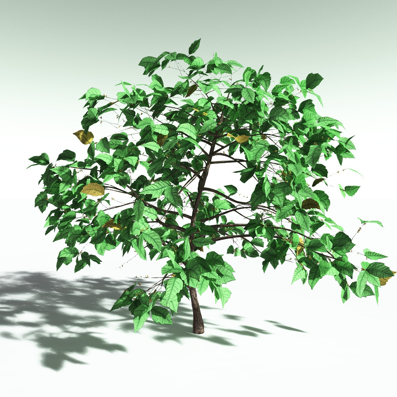 EVERYPlant Western Poison Oak for Poser by N/A